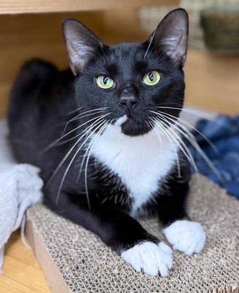 Enlarge Johnny Dep, a Adoptable Domestic Short Hair in North Myrtle Beach, SC image 1/6
