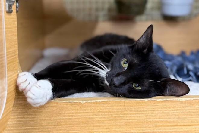 Enlarge Johnny Dep, a Adoptable Domestic Short Hair in North Myrtle Beach, SC image 5/6