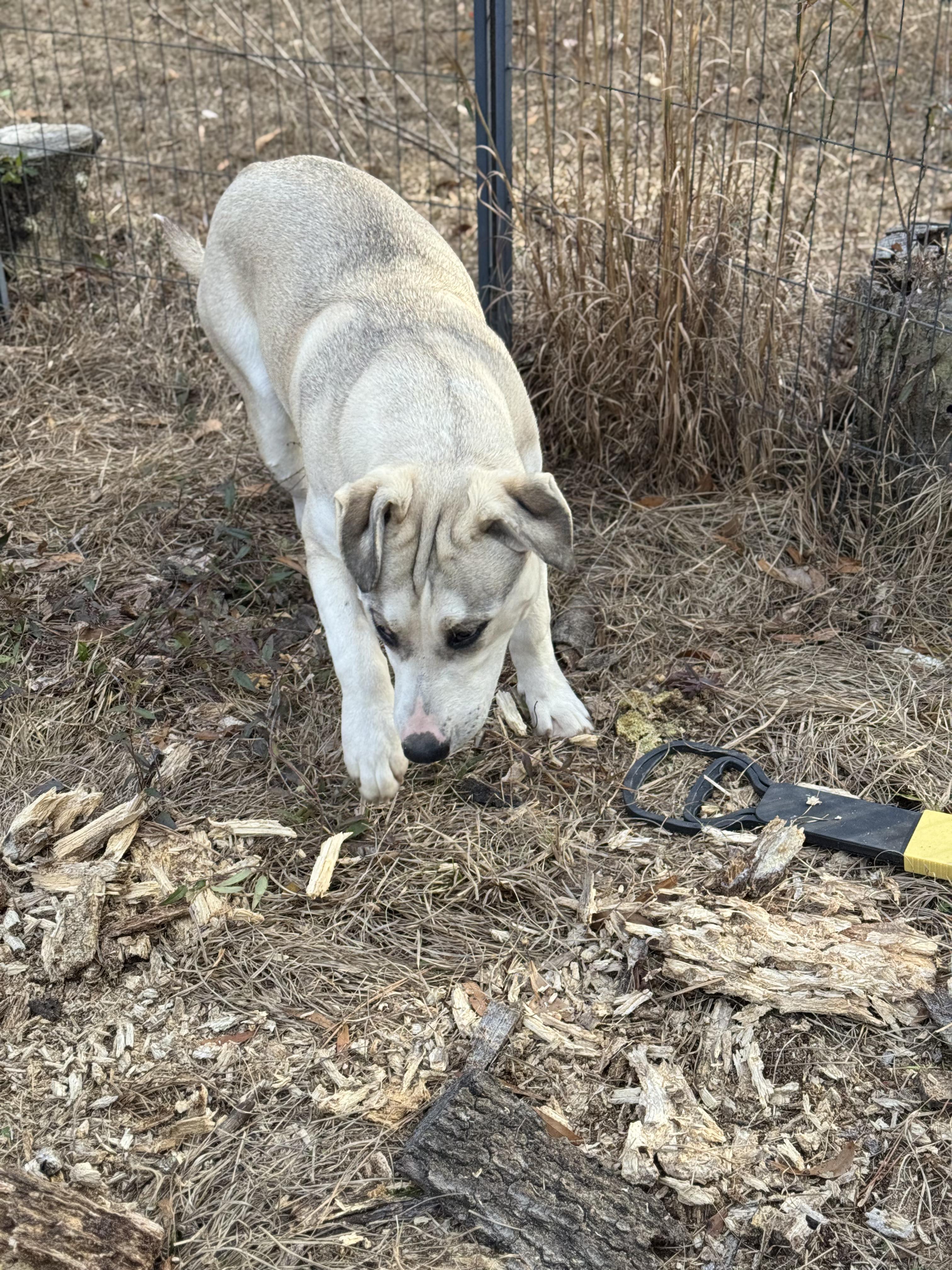 Enlarge BUTTERBEAN, a Adoptable mixed breed in Fosters, AL image 6/6