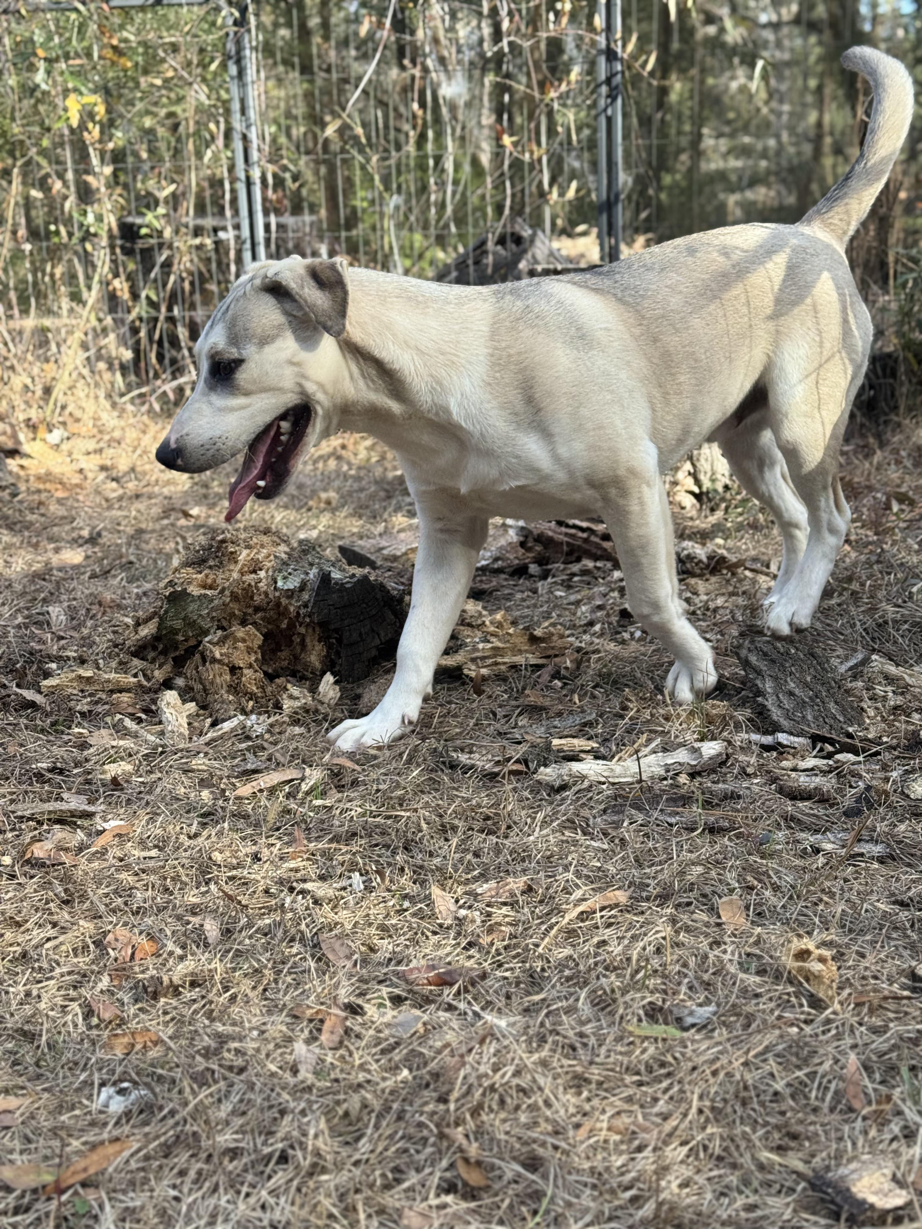 Enlarge BUTTERBEAN, a Adoptable mixed breed in Fosters, AL image 5/6