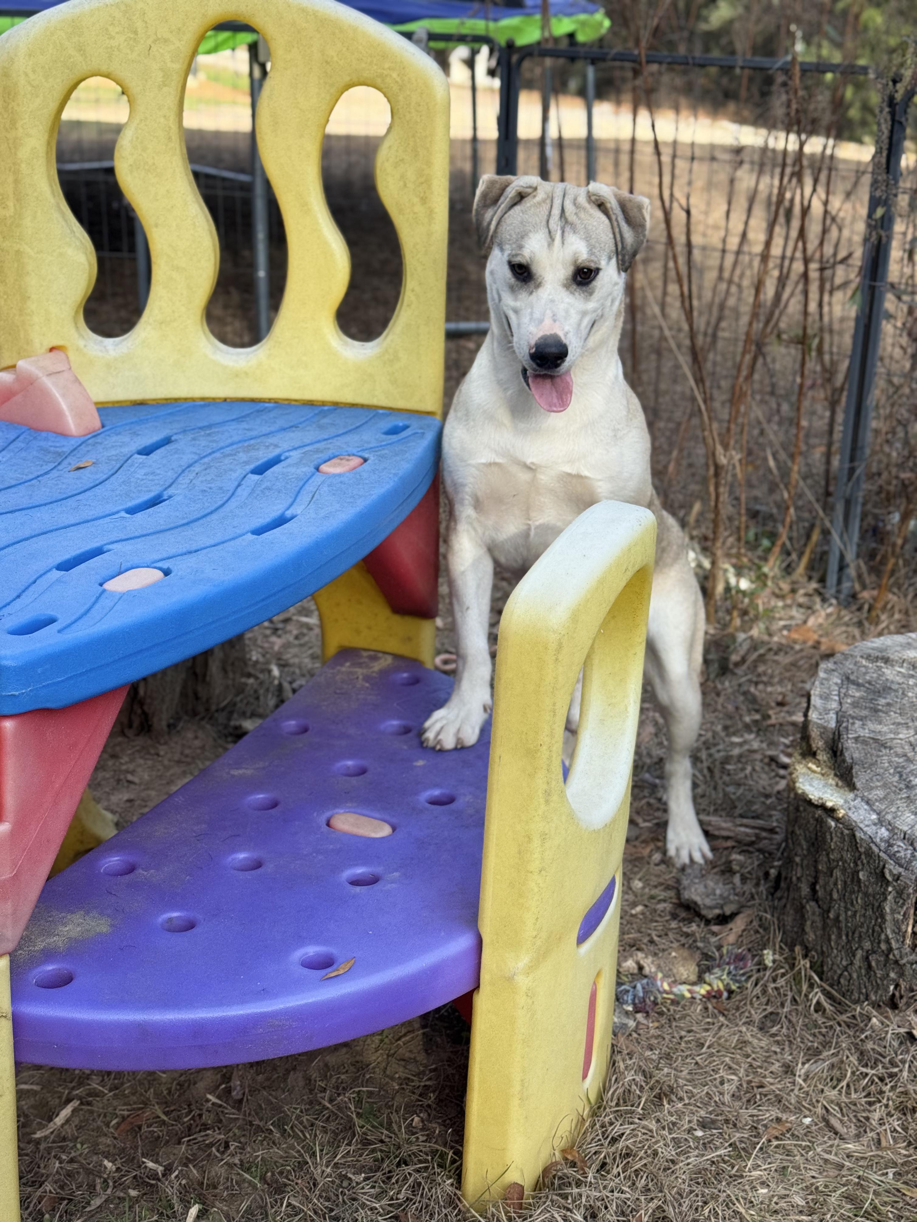 Enlarge BUTTERBEAN, a Adoptable mixed breed in Fosters, AL image 2/6