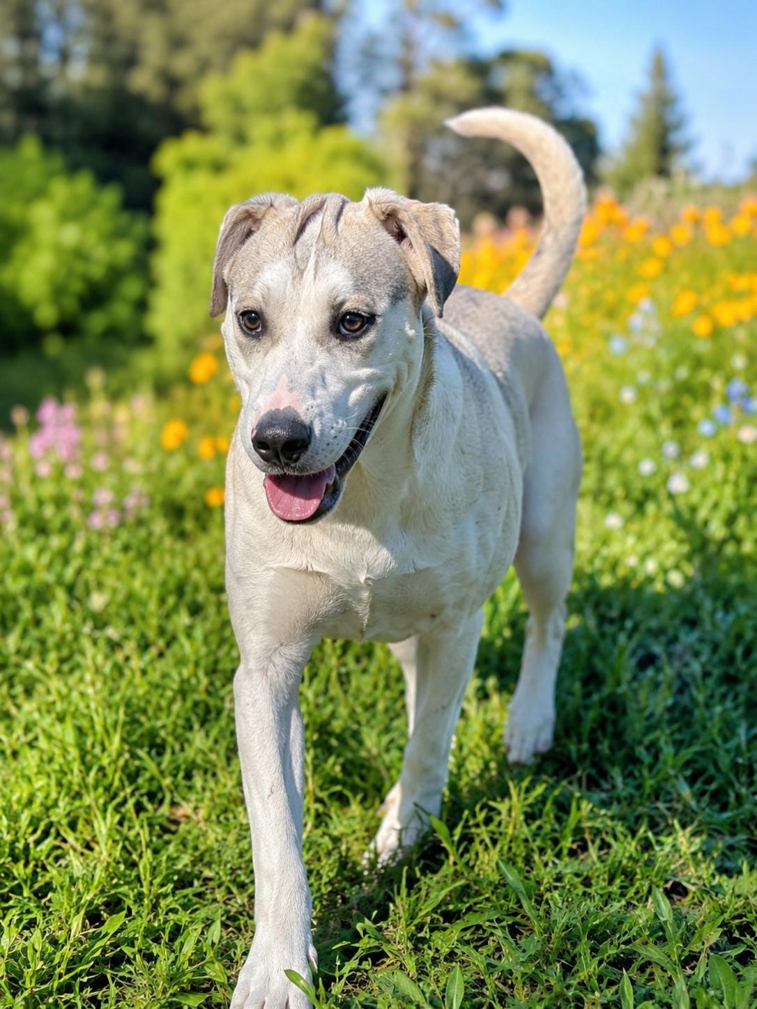 BUTTERBEAN, Adoptable, Young Male Husky.