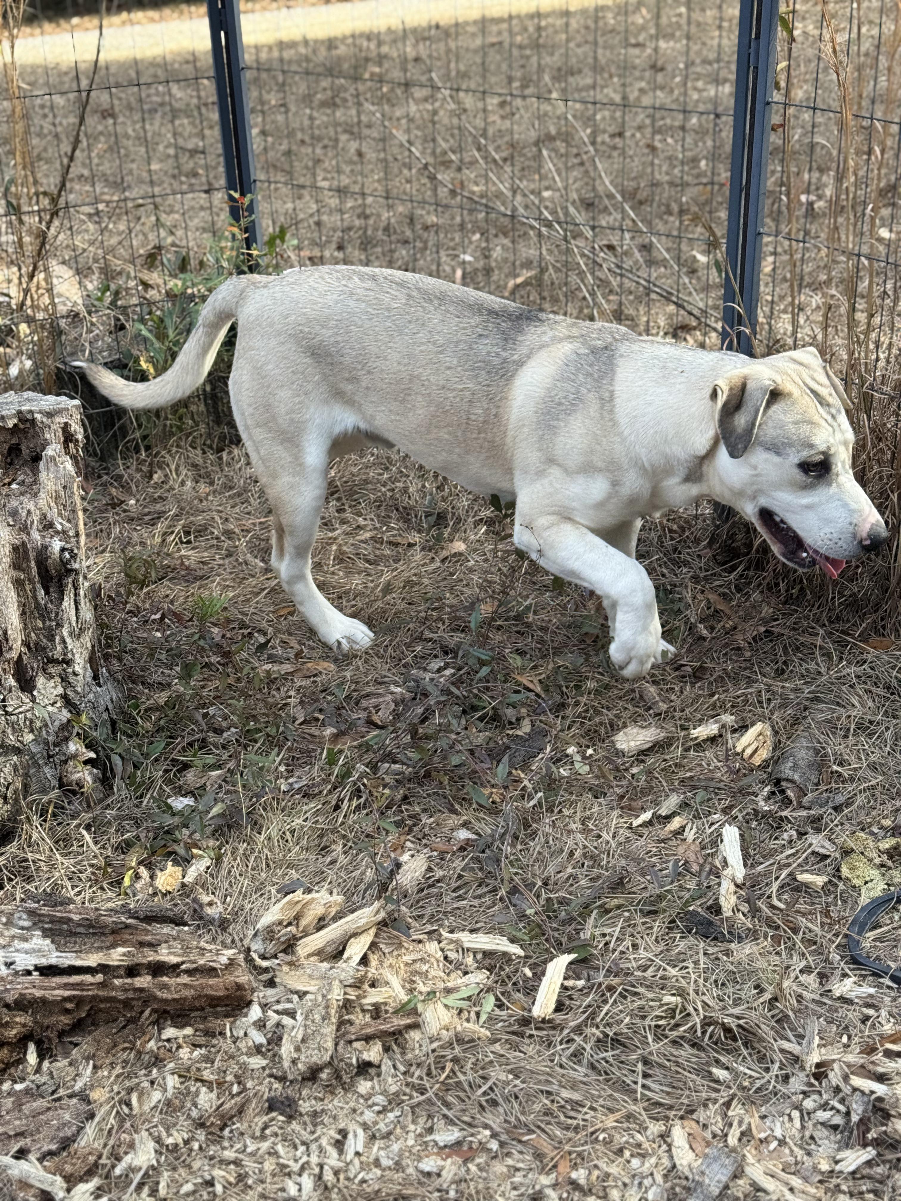 Enlarge BUTTERBEAN, a Adoptable mixed breed in Fosters, AL image 4/6
