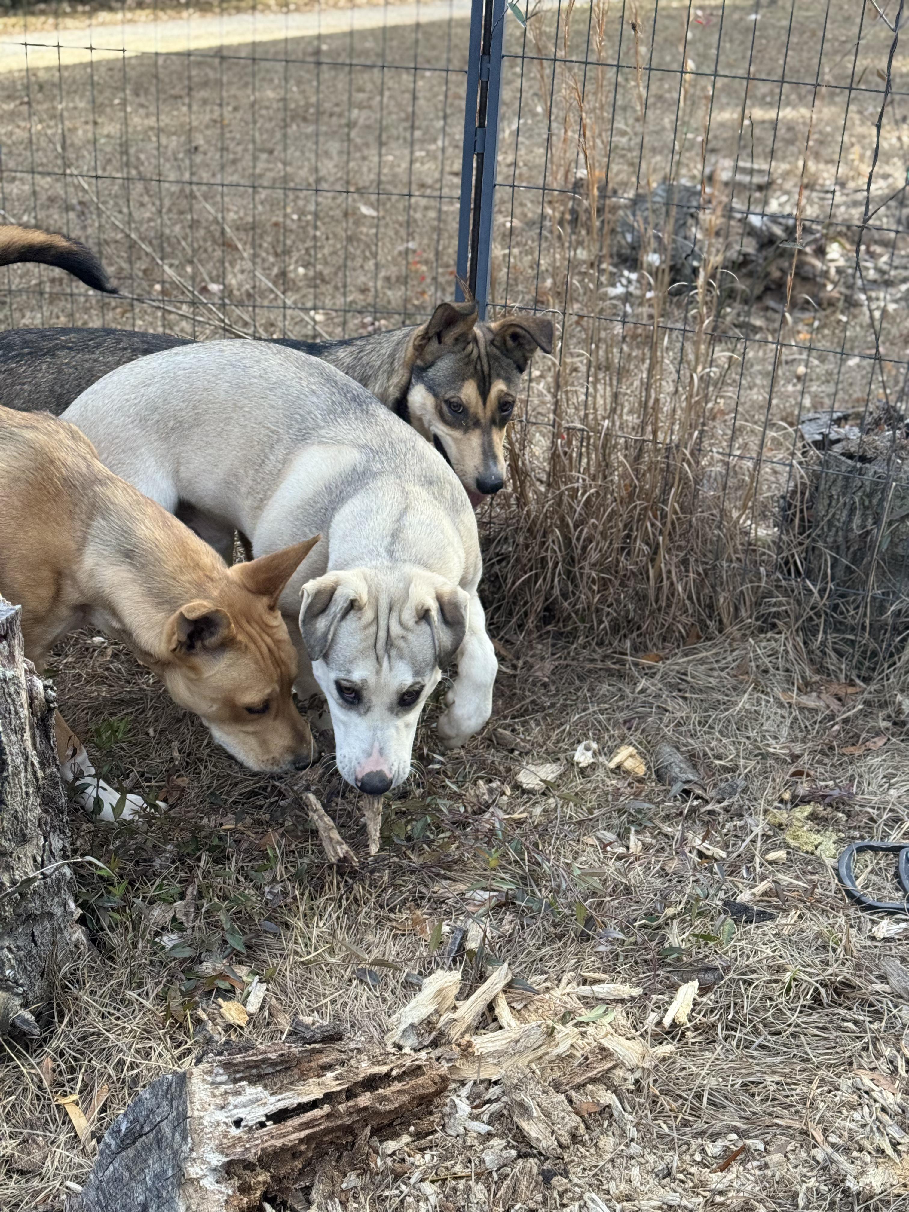 Enlarge BUTTERBEAN, a Adoptable mixed breed in Fosters, AL image 3/6