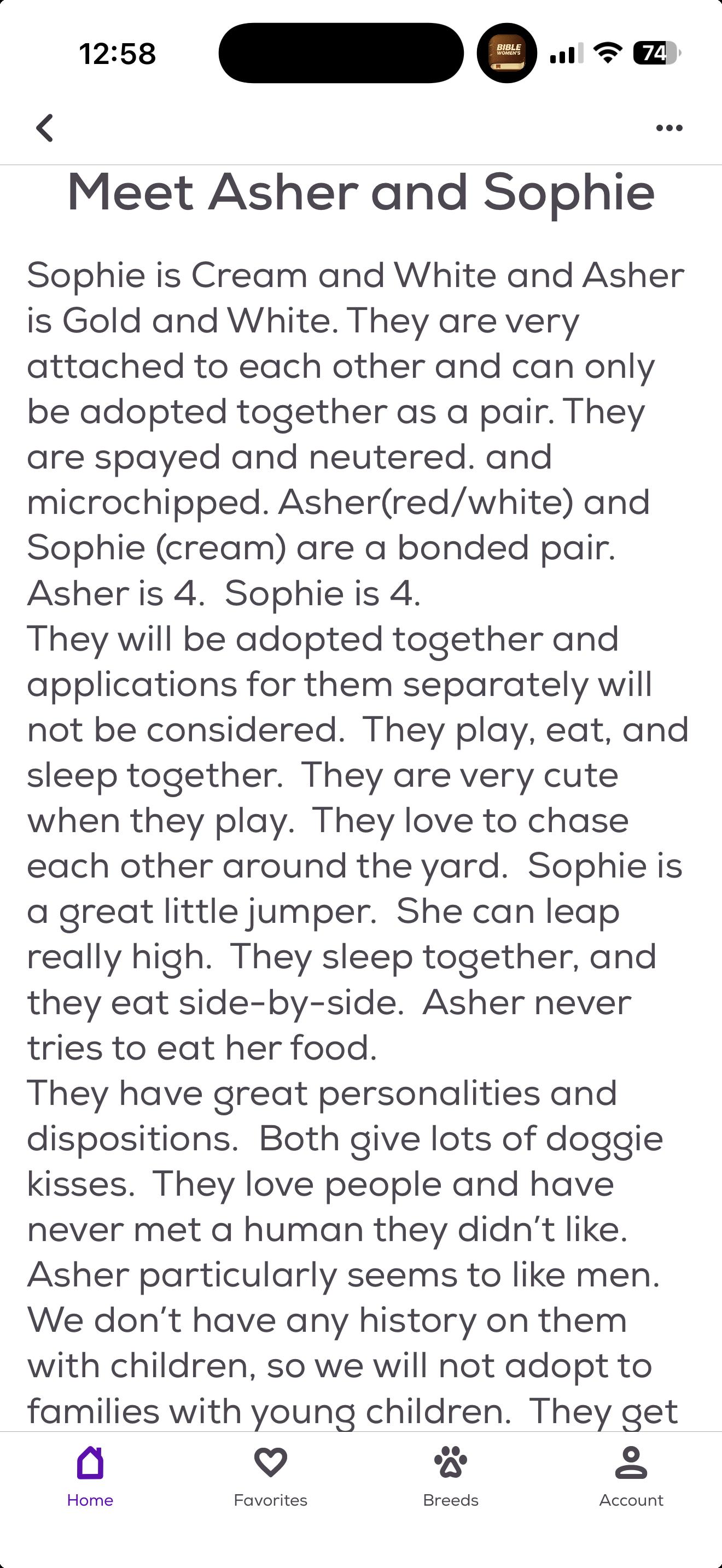 ASHER & SOPHIE, Adopted, Adult Female Shih Tzu.