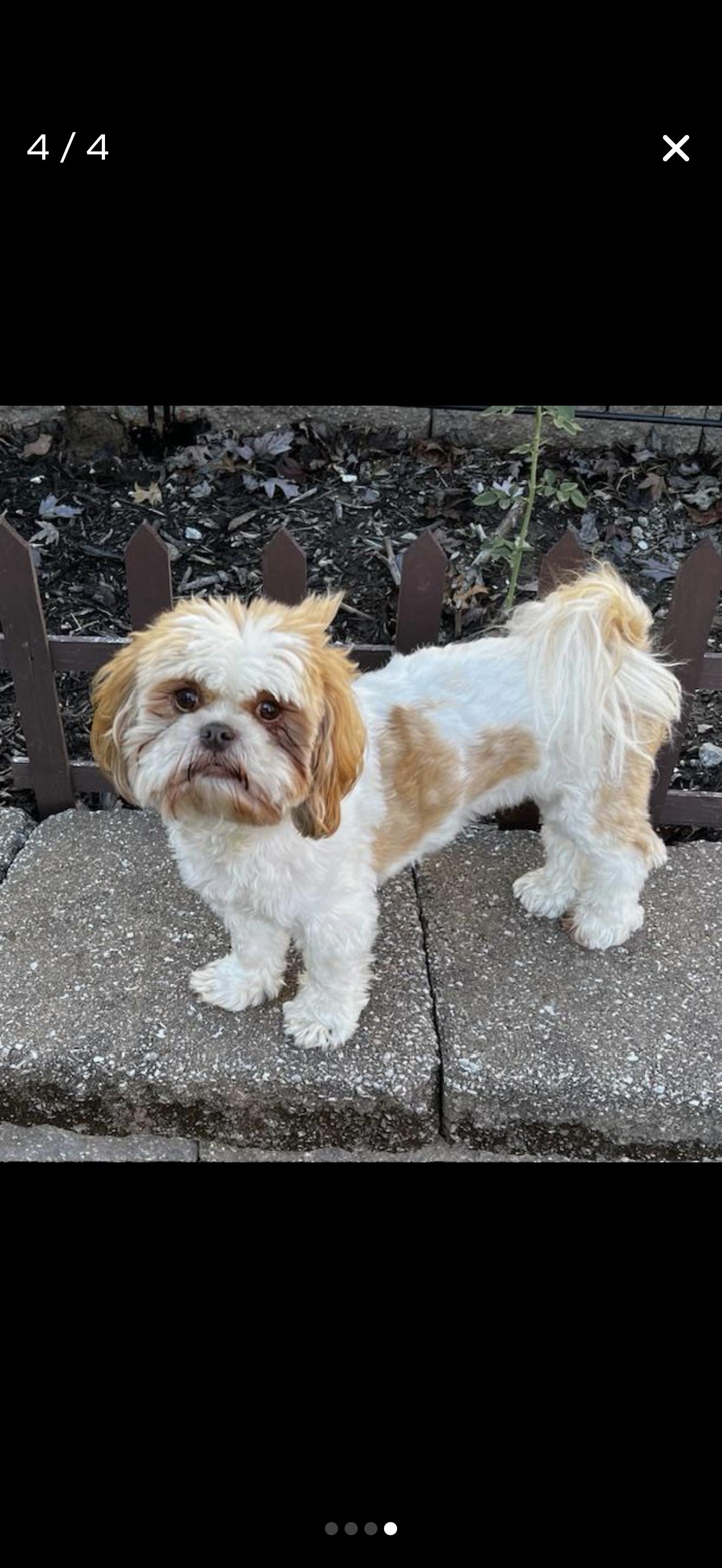 ASHER & SOPHIE, Adopted, Adult Female Shih Tzu.