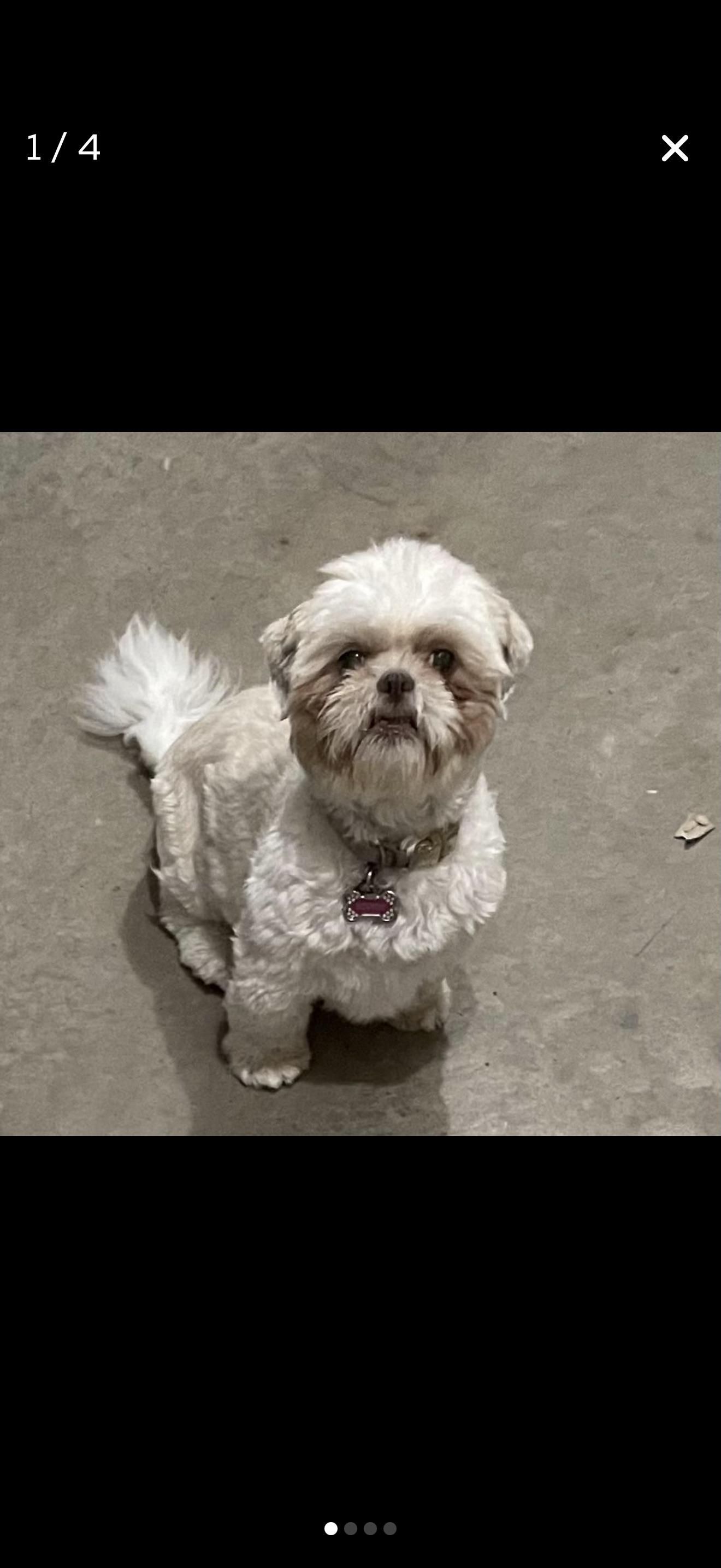 ASHER & SOPHIE, a Adopted Shih Tzu in Lexington, KY image 3/3