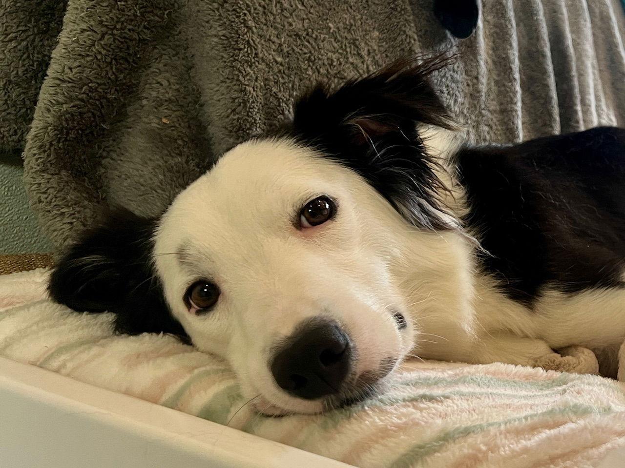 WILLOW, Adopted, Young Female Border Collie.