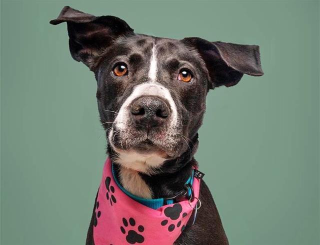 WINSLOW, Adoptable, Adult Female Labrador Retriever & Mixed Breed.