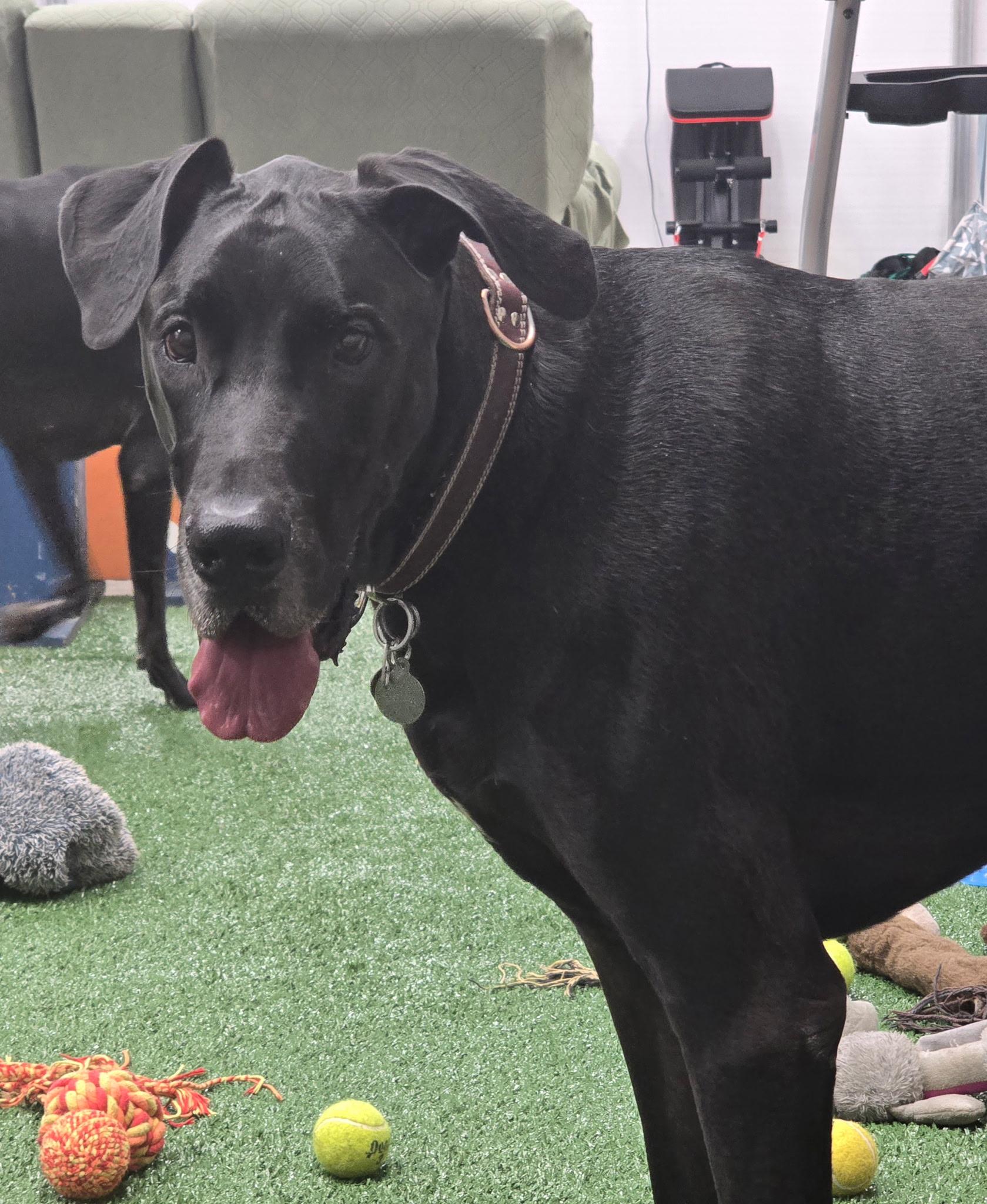 Deacon, ADOPTABLE, Adult Male Great Dane.