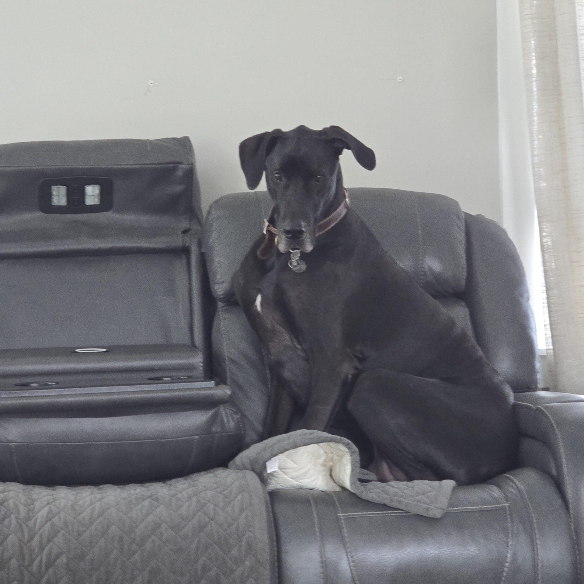 Enlarge Deacon, a ADOPTABLE Great Dane in Martinsburg, WV image 3/3