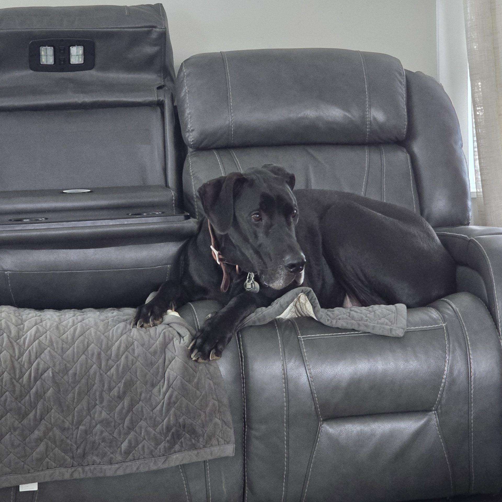 Enlarge Deacon, a ADOPTABLE Great Dane in Martinsburg, WV image 2/3