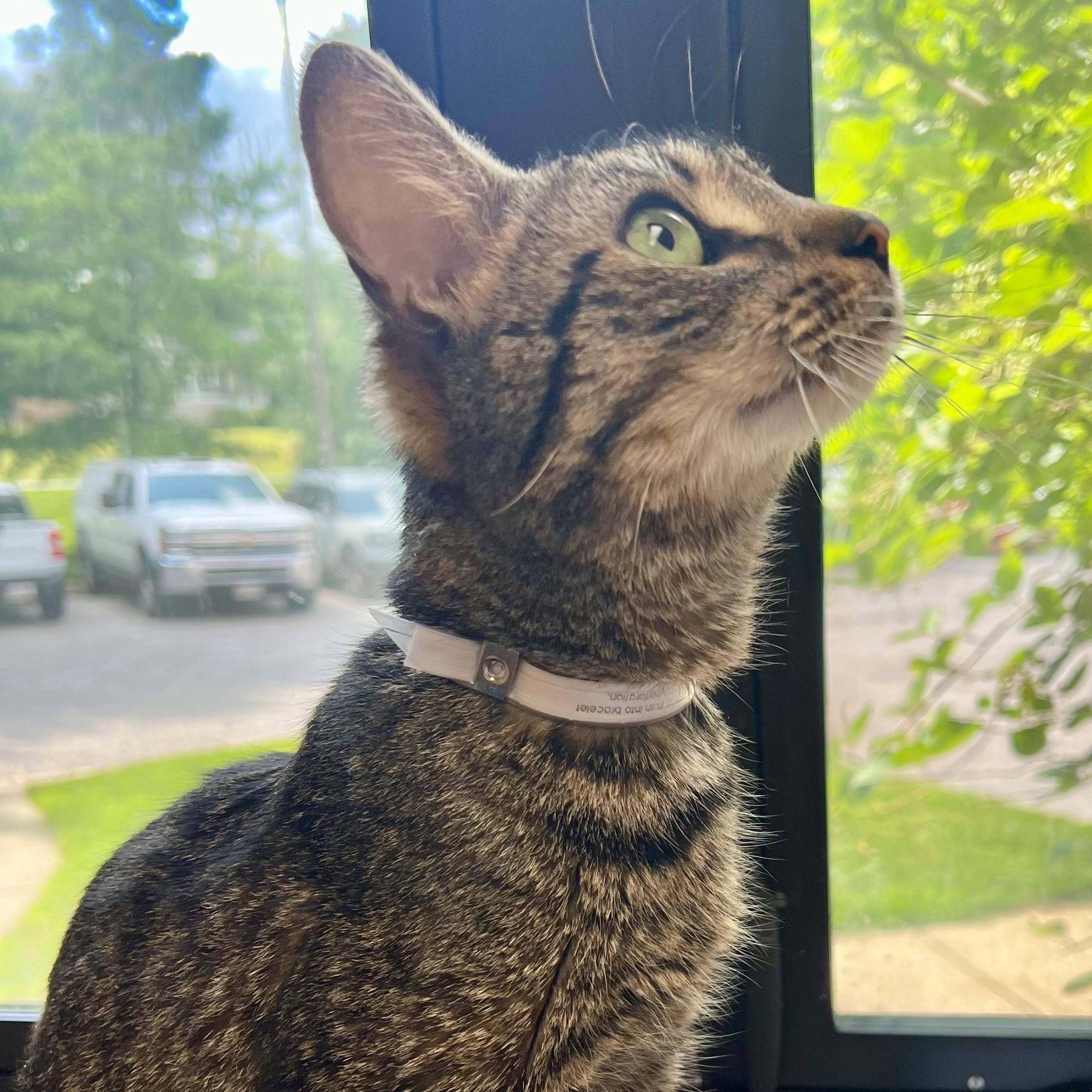 Millie- #48400 2