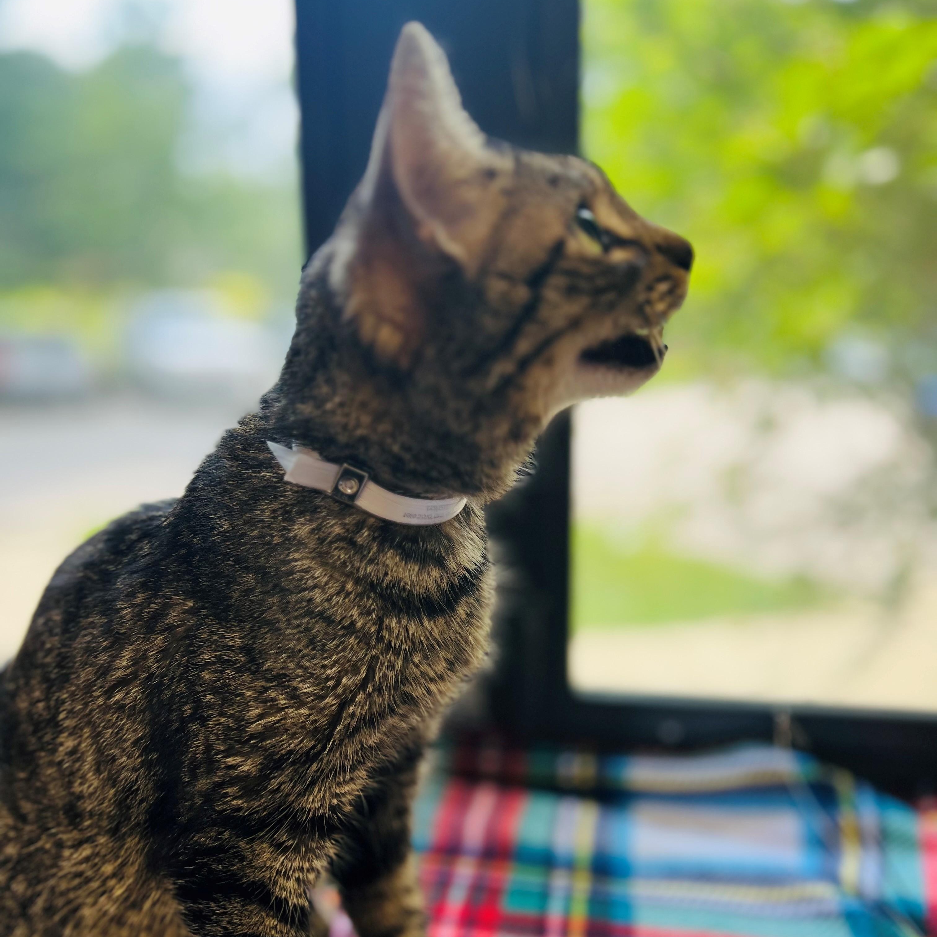Millie- #48400 3
