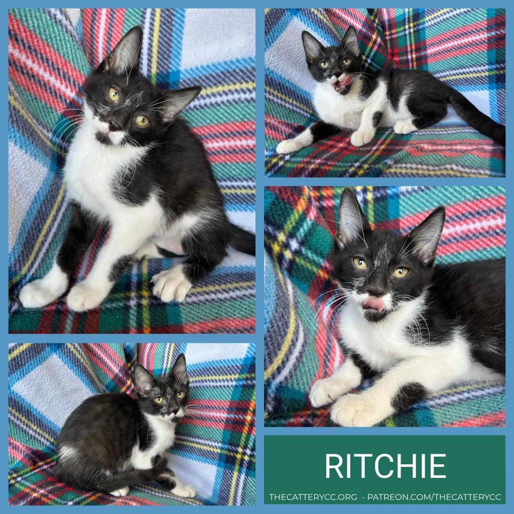 Ritchie, Adoptable, Kitten Male Domestic Short Hair.