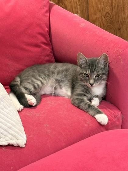 Enlarge Sora, a Adoptable mixed breed in Washington, DC image 1/2