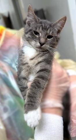 Enlarge Sora, a Adoptable mixed breed in Washington, DC image 2/2