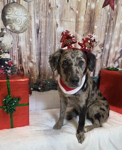 Sapphire thumbnail 2