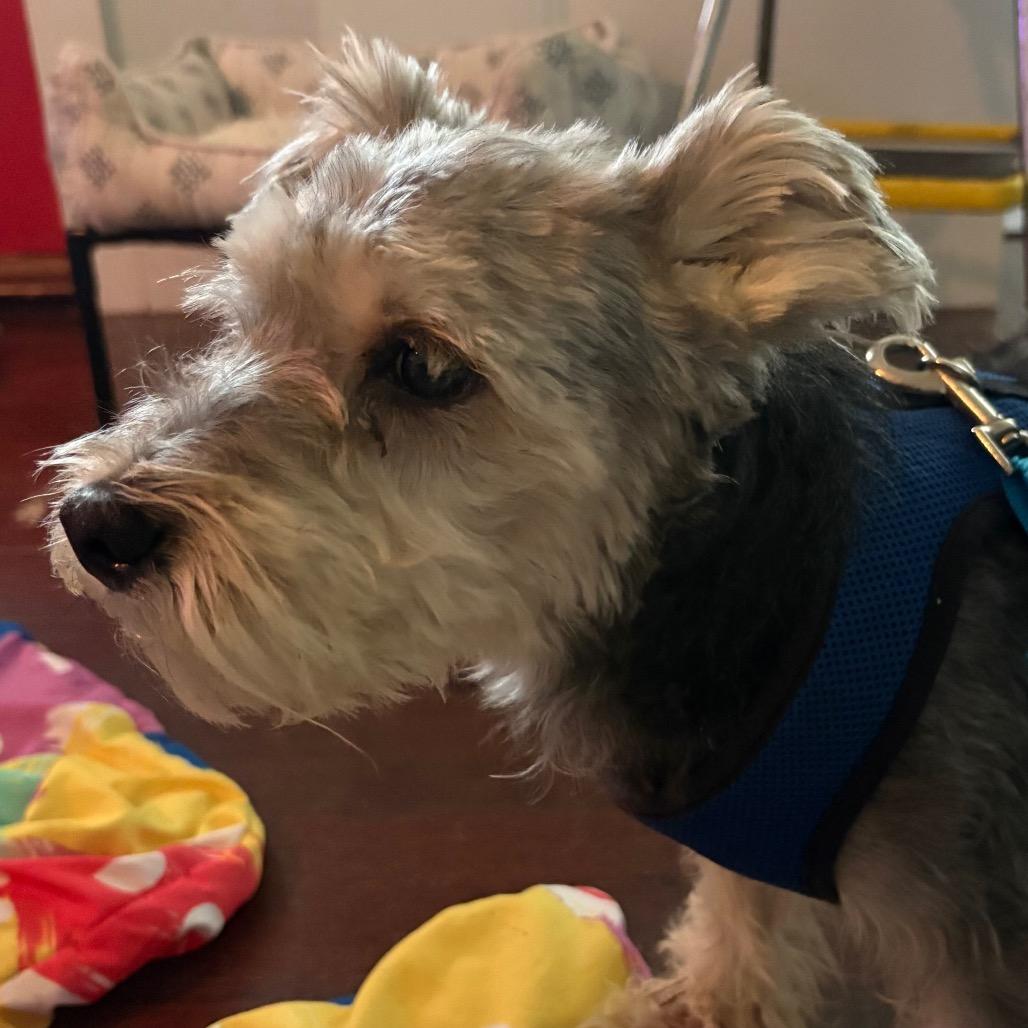 Bruce John, Adoptable, Senior Male Schnauzer & Yorkshire Terrier.