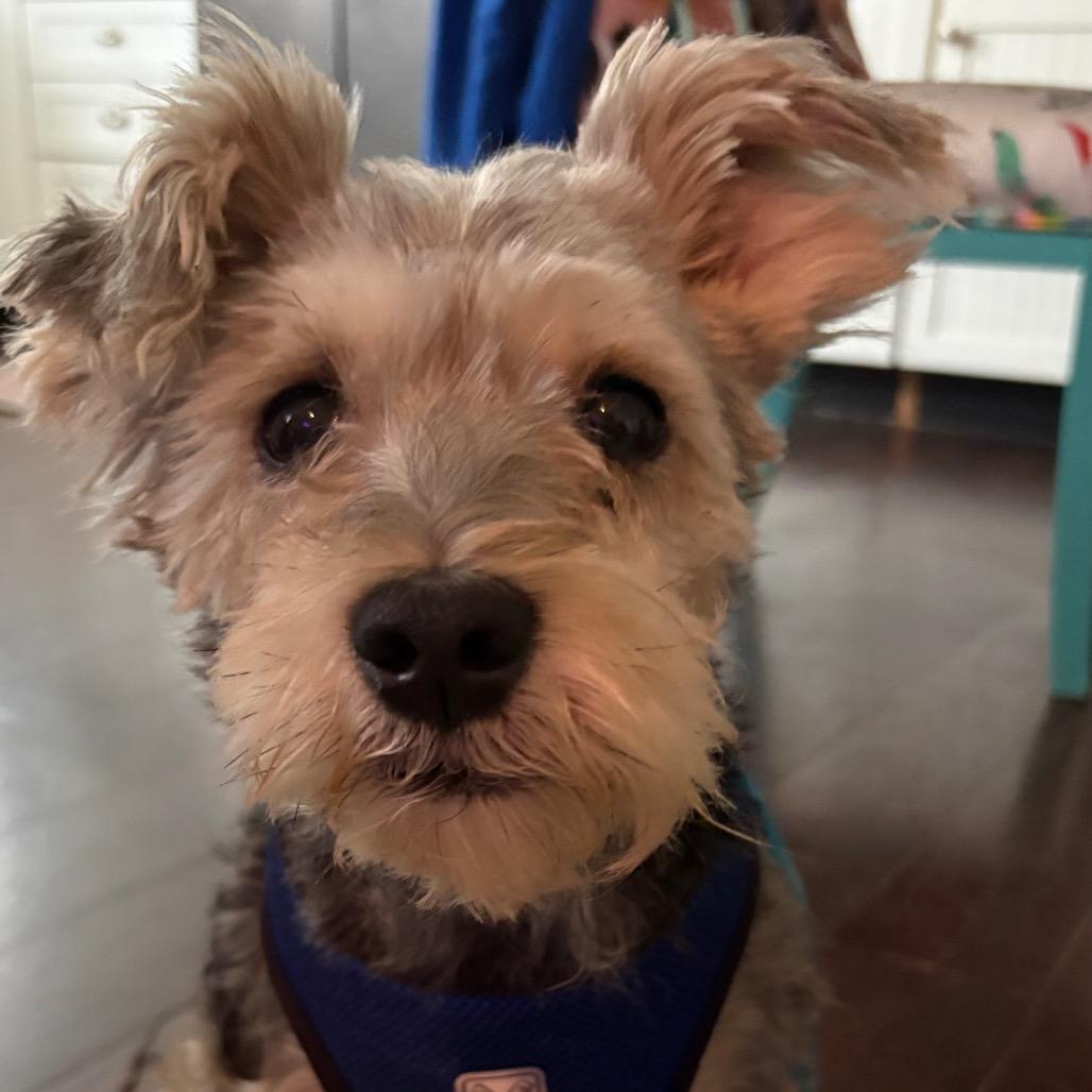 Enlarge Bruce John, a Adoptable mixed breed in Gulfport, MS image 2/6