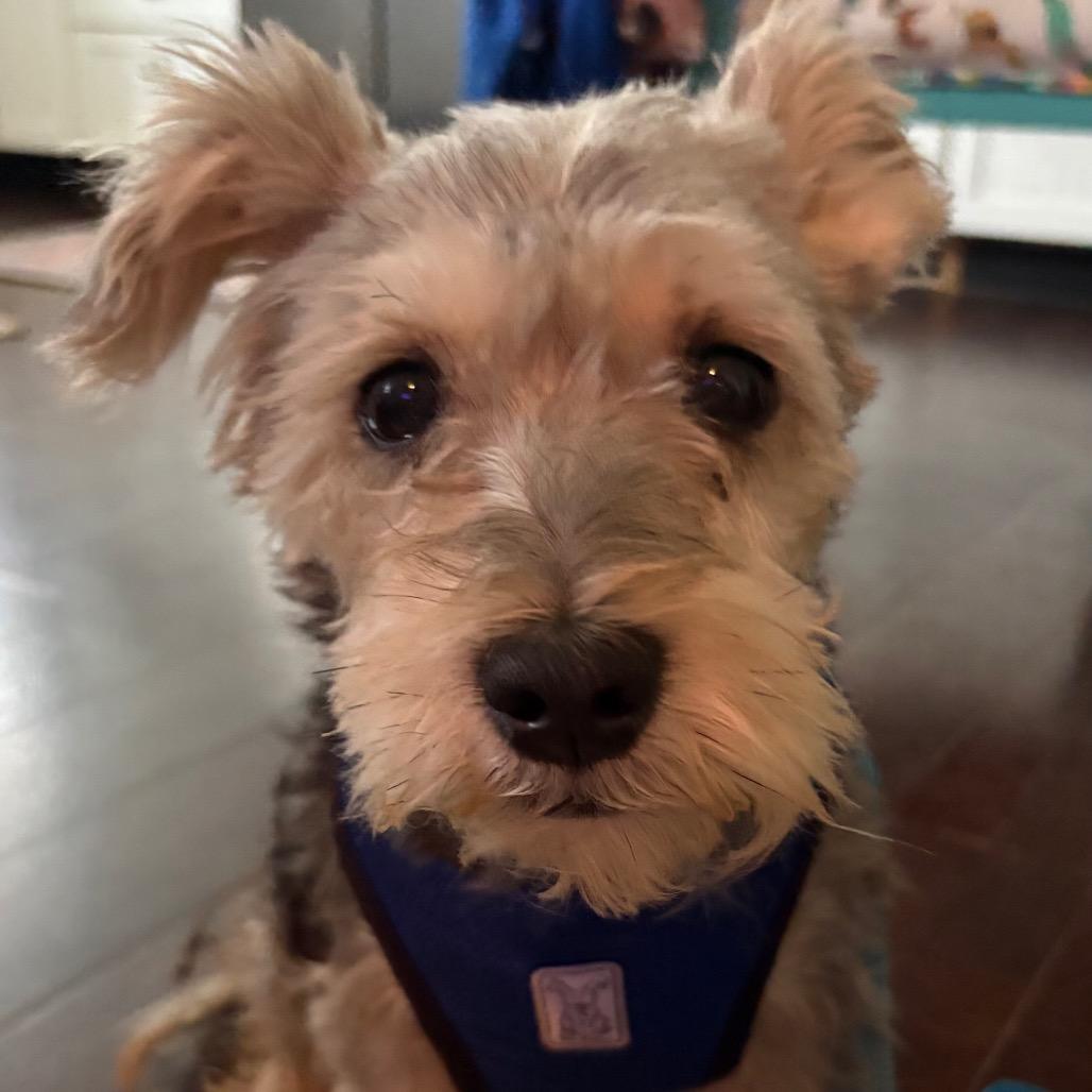 Enlarge Bruce John, a Adoptable mixed breed in Gulfport, MS image 3/6