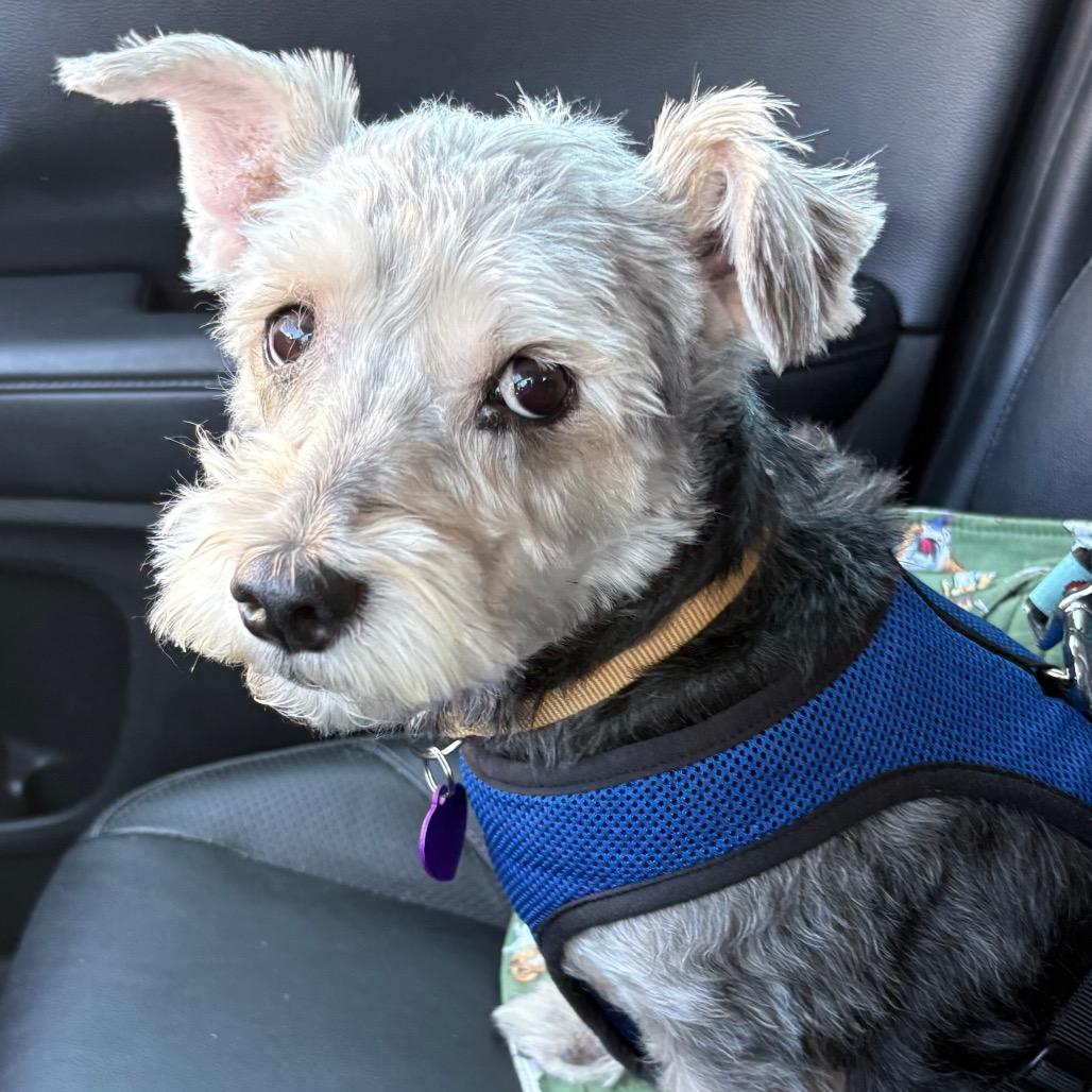 Enlarge Bruce John, a Adoptable mixed breed in Gulfport, MS image 4/6