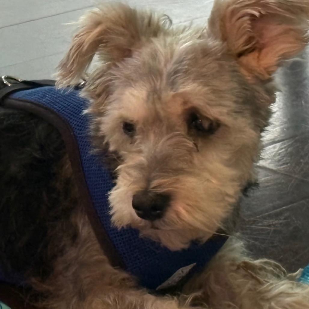 Enlarge Bruce John, a Adoptable mixed breed in Gulfport, MS image 5/6