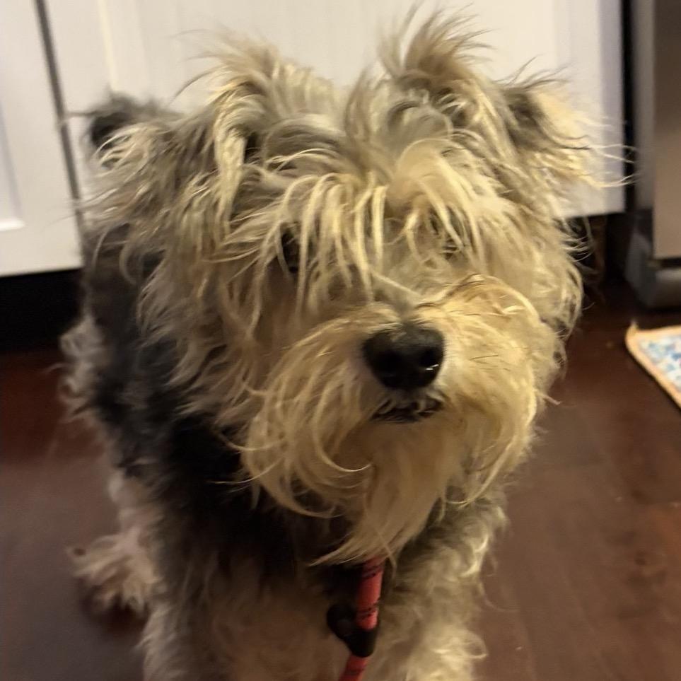 Enlarge Bruce John, a Adoptable mixed breed in Gulfport, MS image 6/6