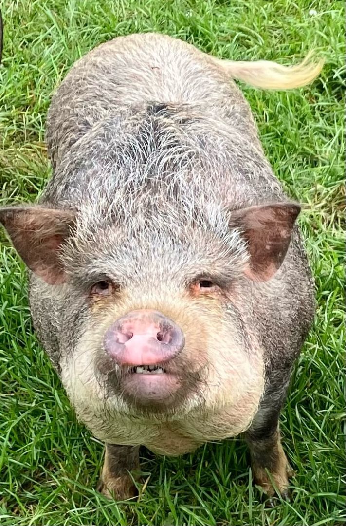 Bueshe, a Adoptable Pot Bellied in Belmont, NY image 1/7