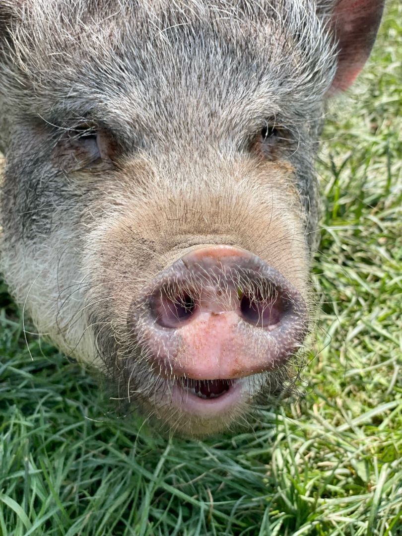 Bueshe, a Adoptable Pot Bellied in Belmont, NY image 2/7