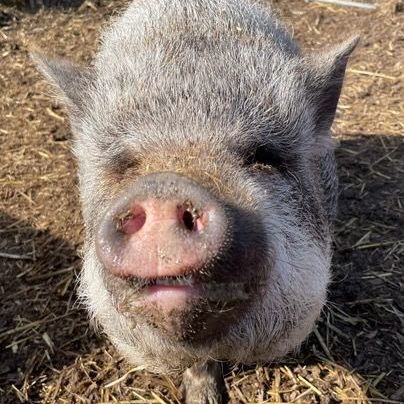 Bueshe, a Adoptable Pot Bellied in Belmont, NY image 3/7