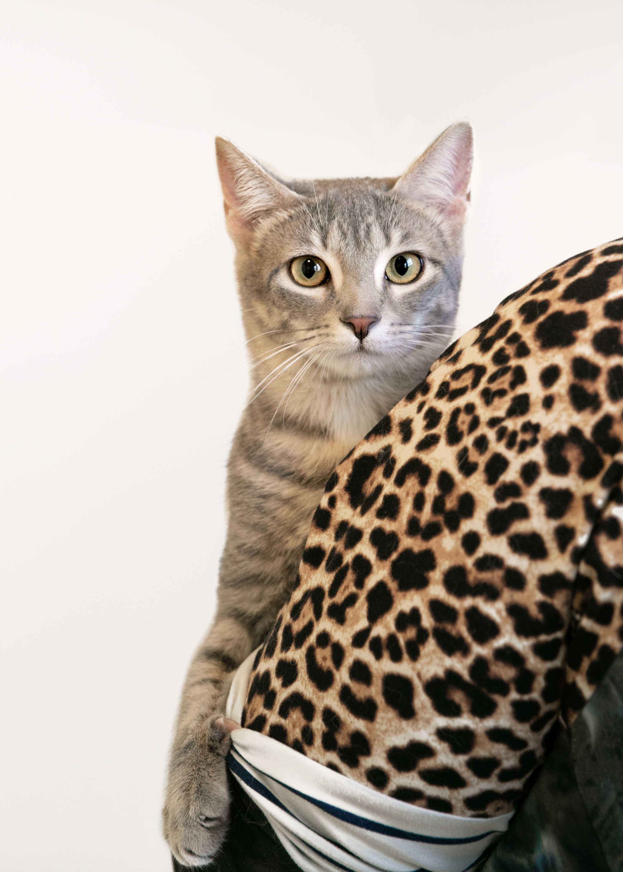 PurrL, an adoptable Domestic Short Hair in Homewood, AL, 35209 | Photo Image 2