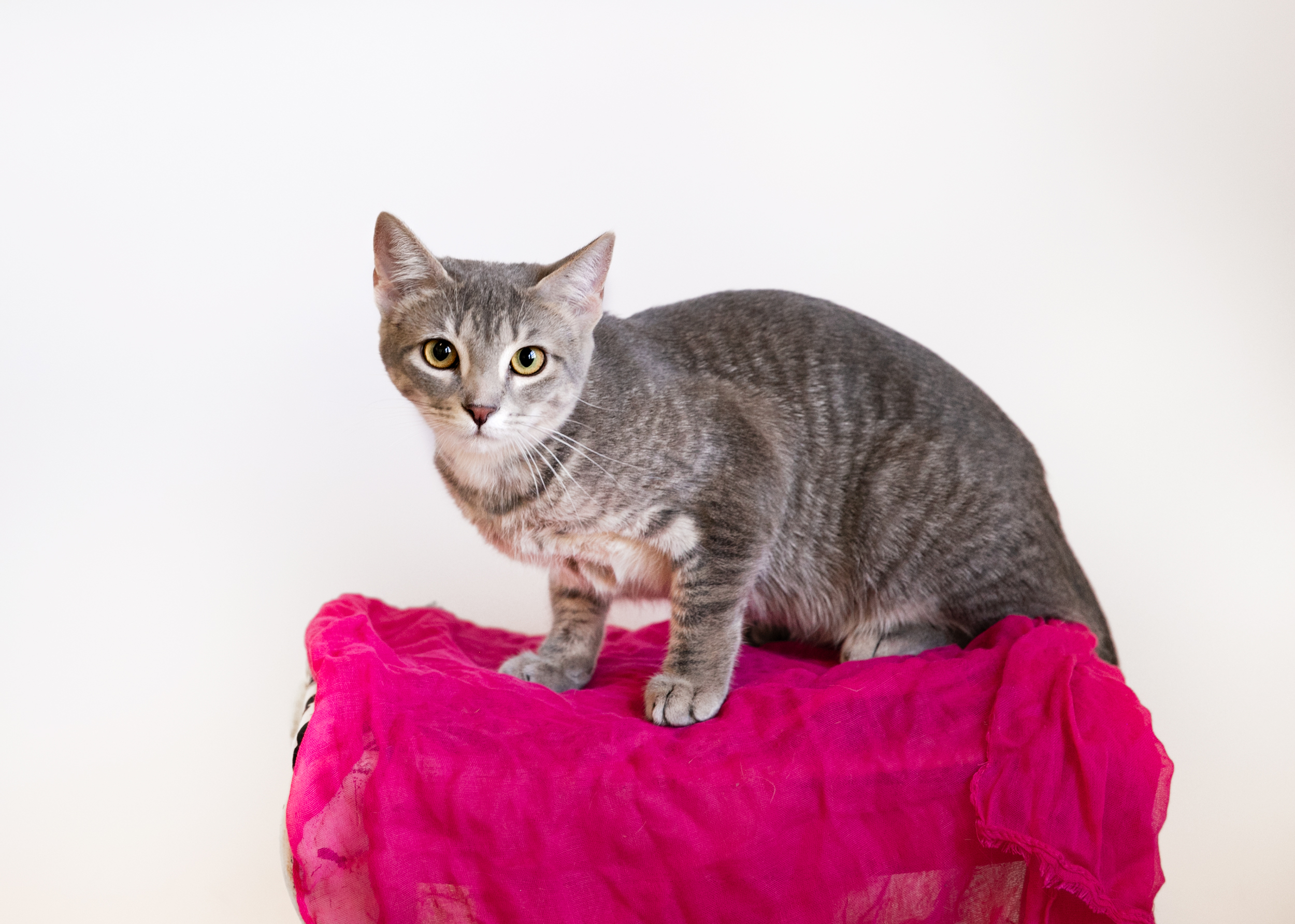 PurrL, an adoptable Domestic Short Hair in Homewood, AL, 35209 | Photo Image 4