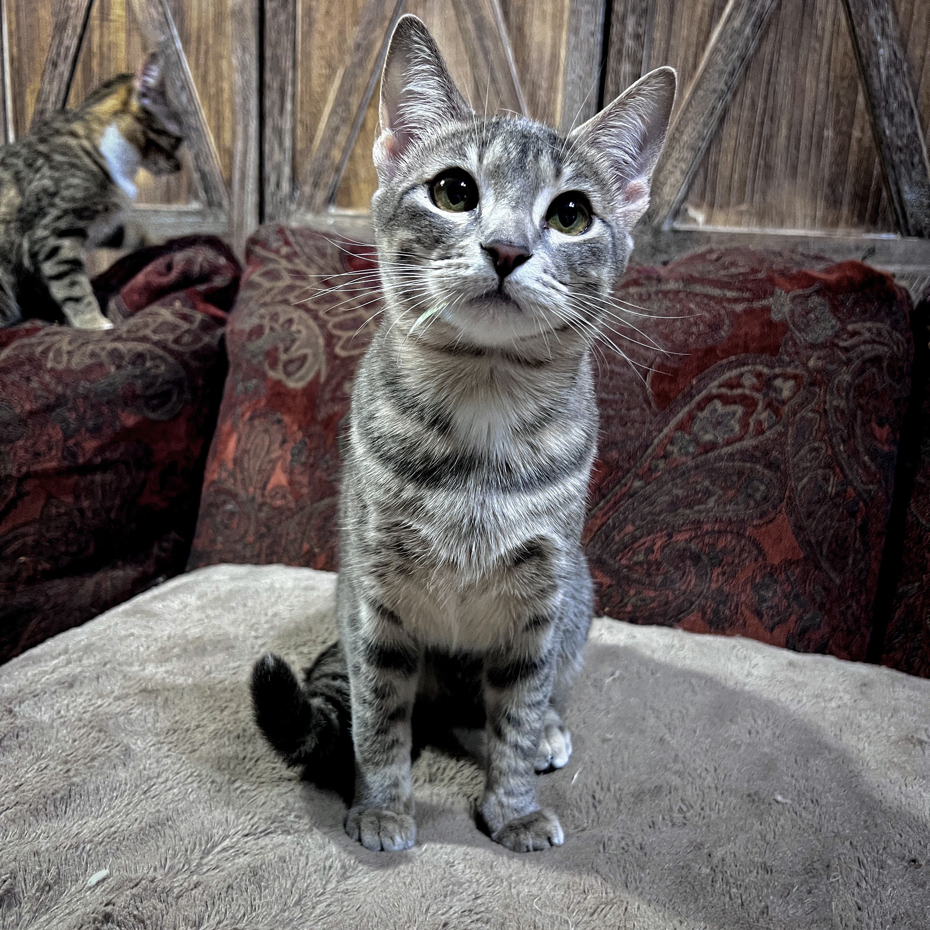 PurrL, an adoptable Domestic Short Hair in Homewood, AL, 35209 | Photo Image 5