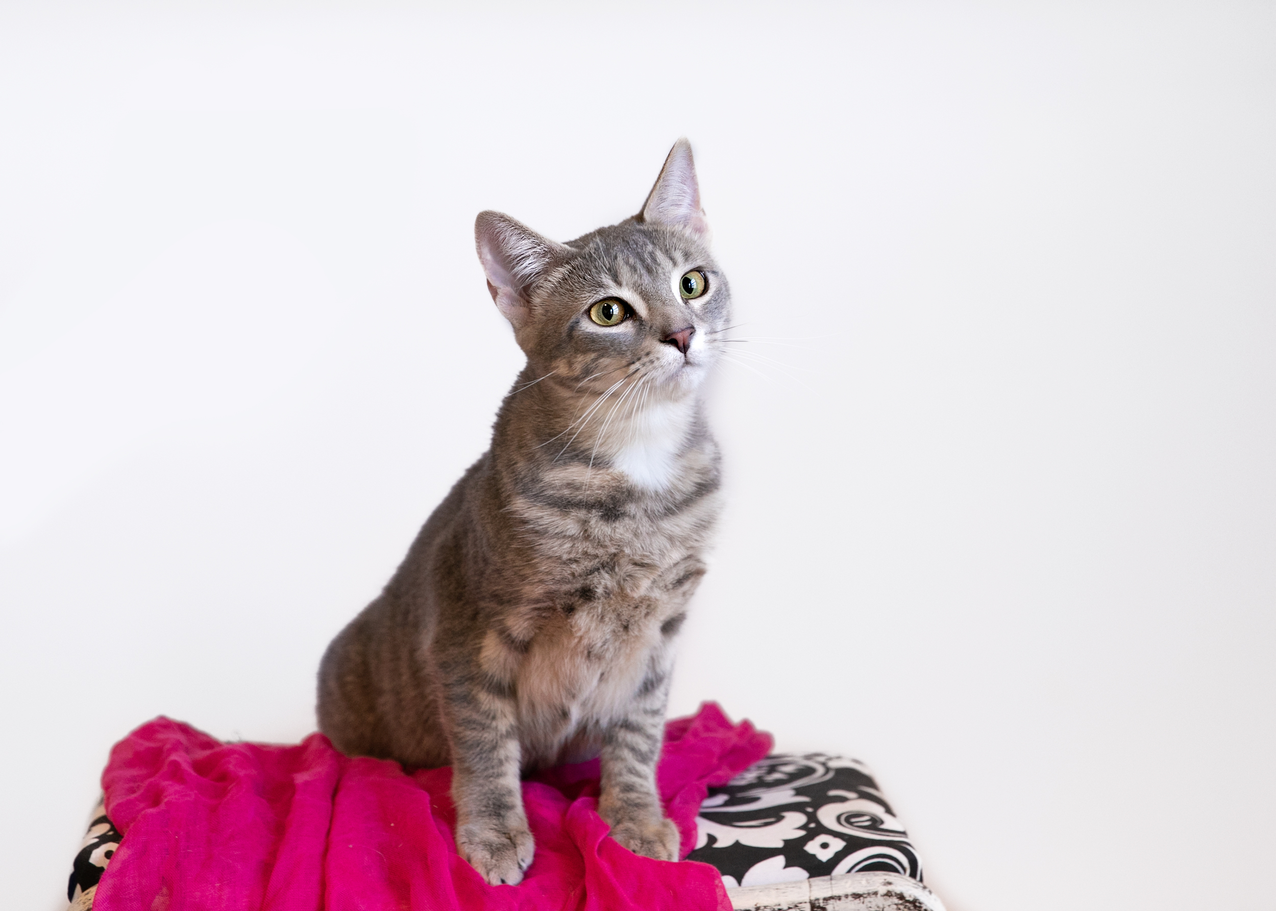 PurrL, an adoptable Domestic Short Hair in Homewood, AL, 35209 | Photo Image 3