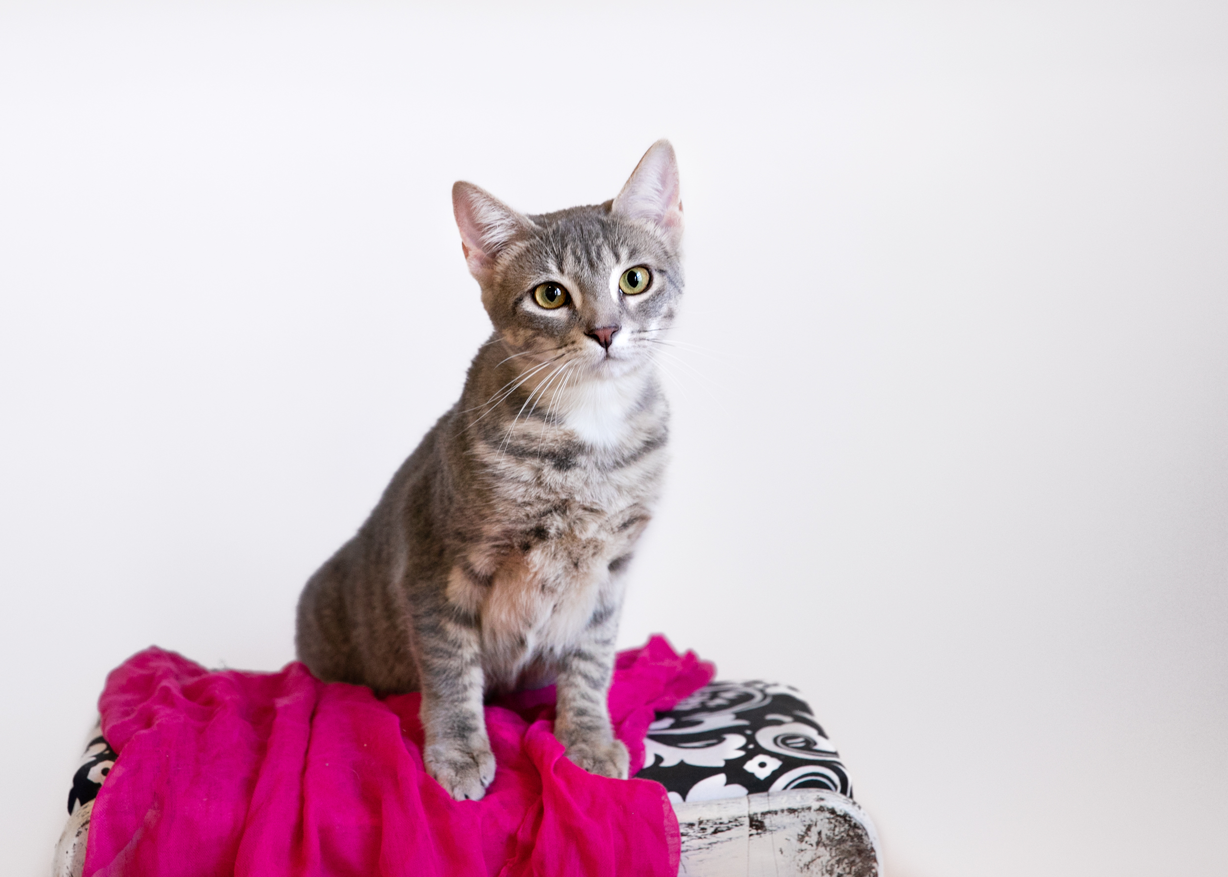 PurrL, an adoptable Domestic Short Hair in Homewood, AL, 35209 | Photo Image 1