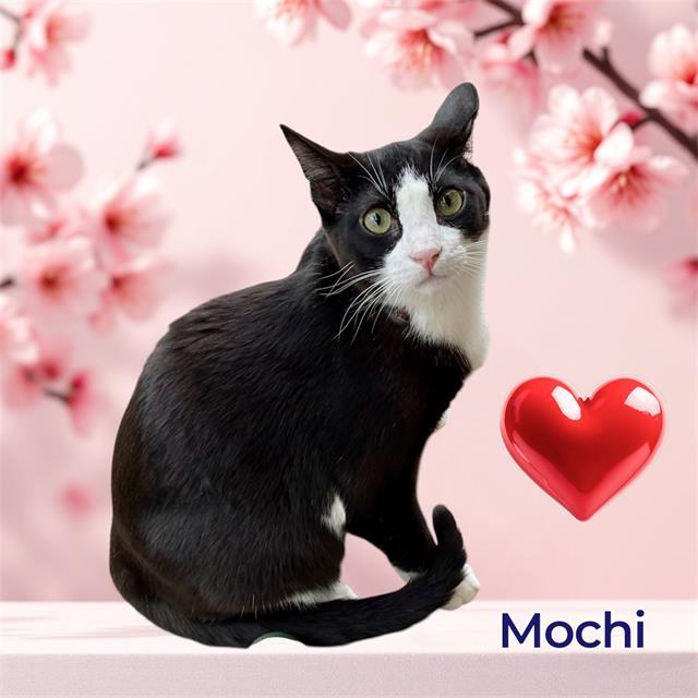 MOCHI, Adoptable, Young Male Domestic Short Hair & Domestic Short Hair.