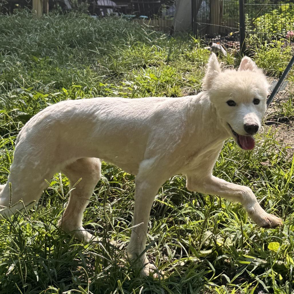 Lia, Adoptable, Adult Female Samoyed.