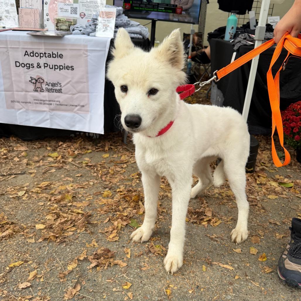 Enlarge Lia, a Adoptable Samoyed in West Chester, PA image 2/3