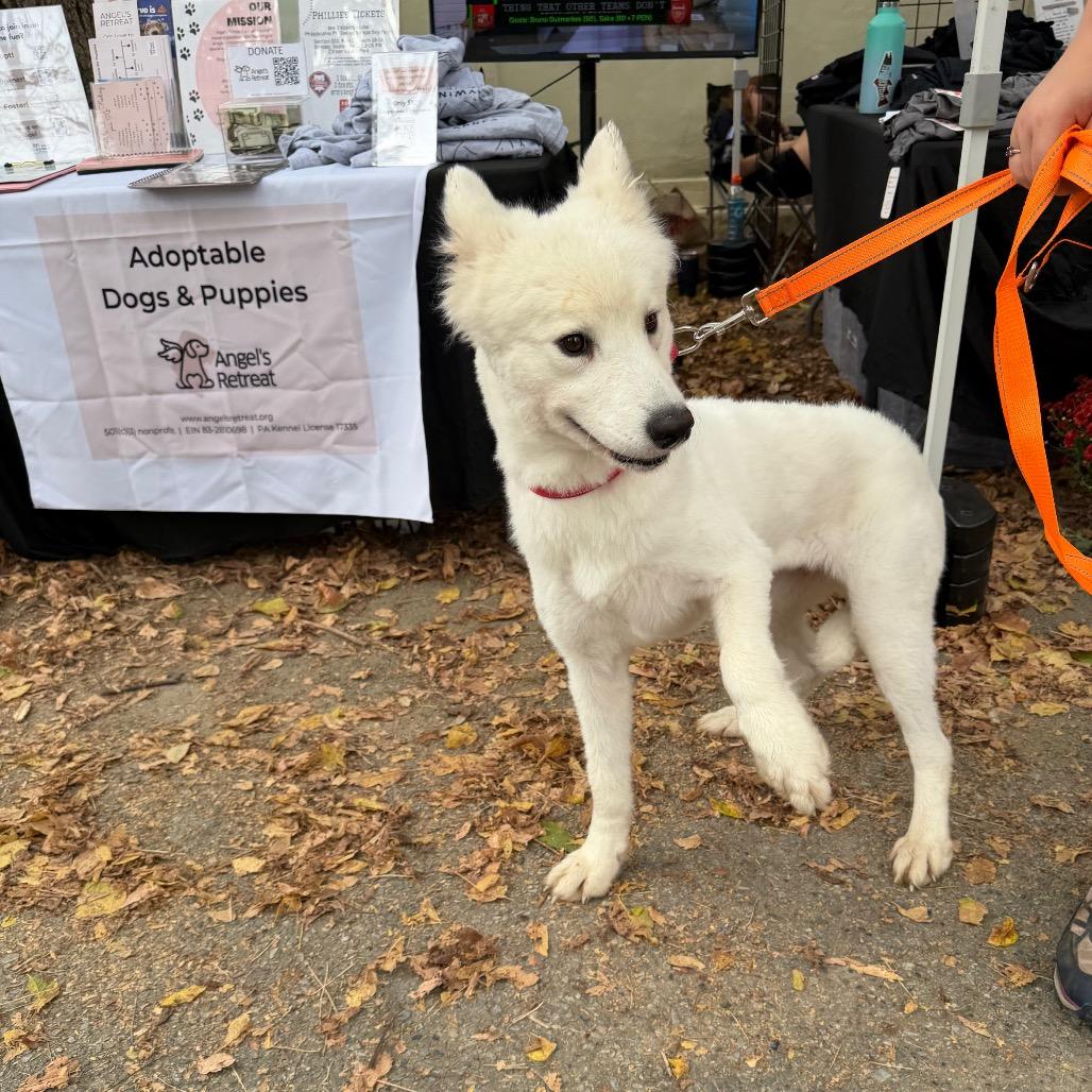 Enlarge Lia, a Adoptable Samoyed in West Chester, PA image 3/3