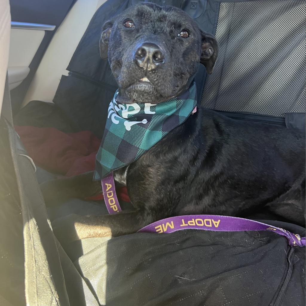 Enlarge Dolly, a Adoptable mixed breed in Southington, CT image 4/6