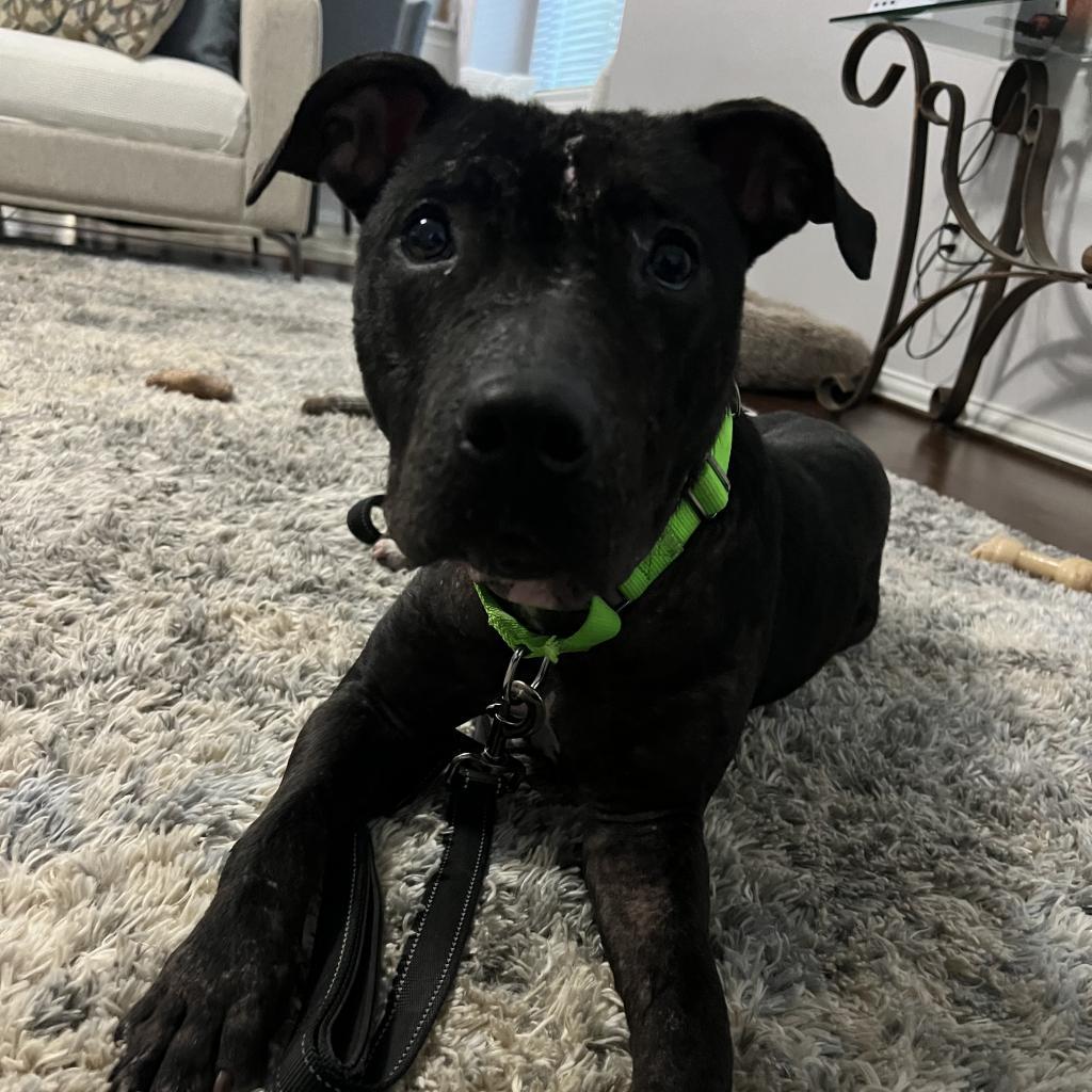Enlarge Dolly, a Adoptable mixed breed in Southington, CT image 6/6