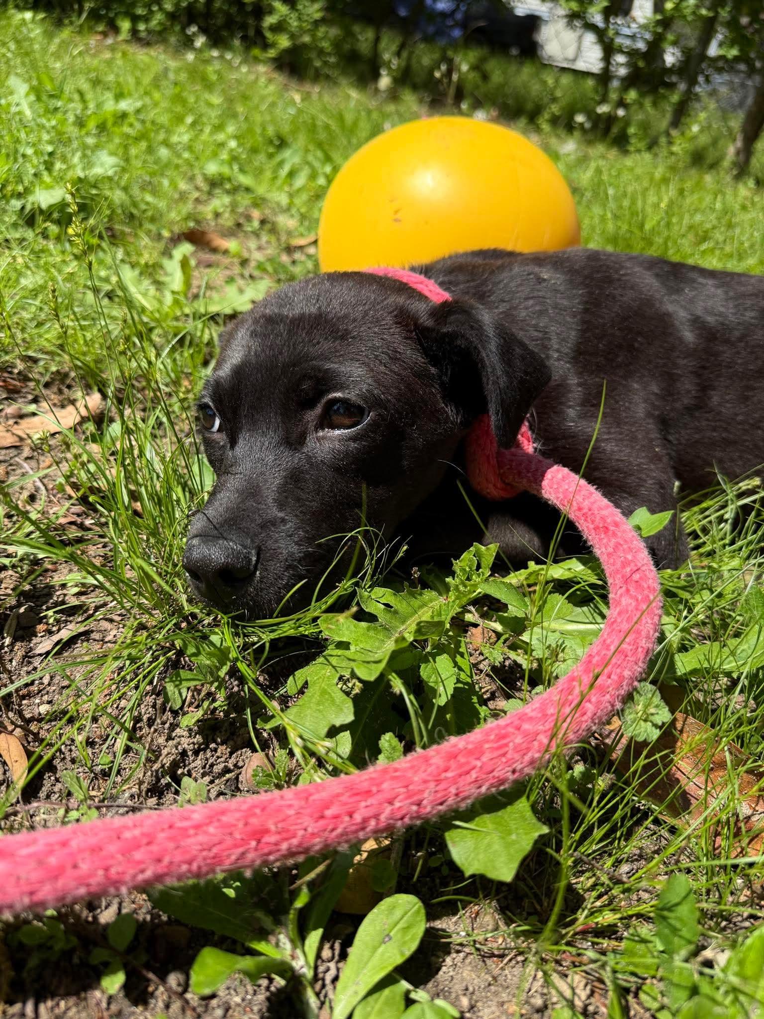 Enlarge Taylor, a Adoptable mixed breed in Crystal Lake, IL image 2/3
