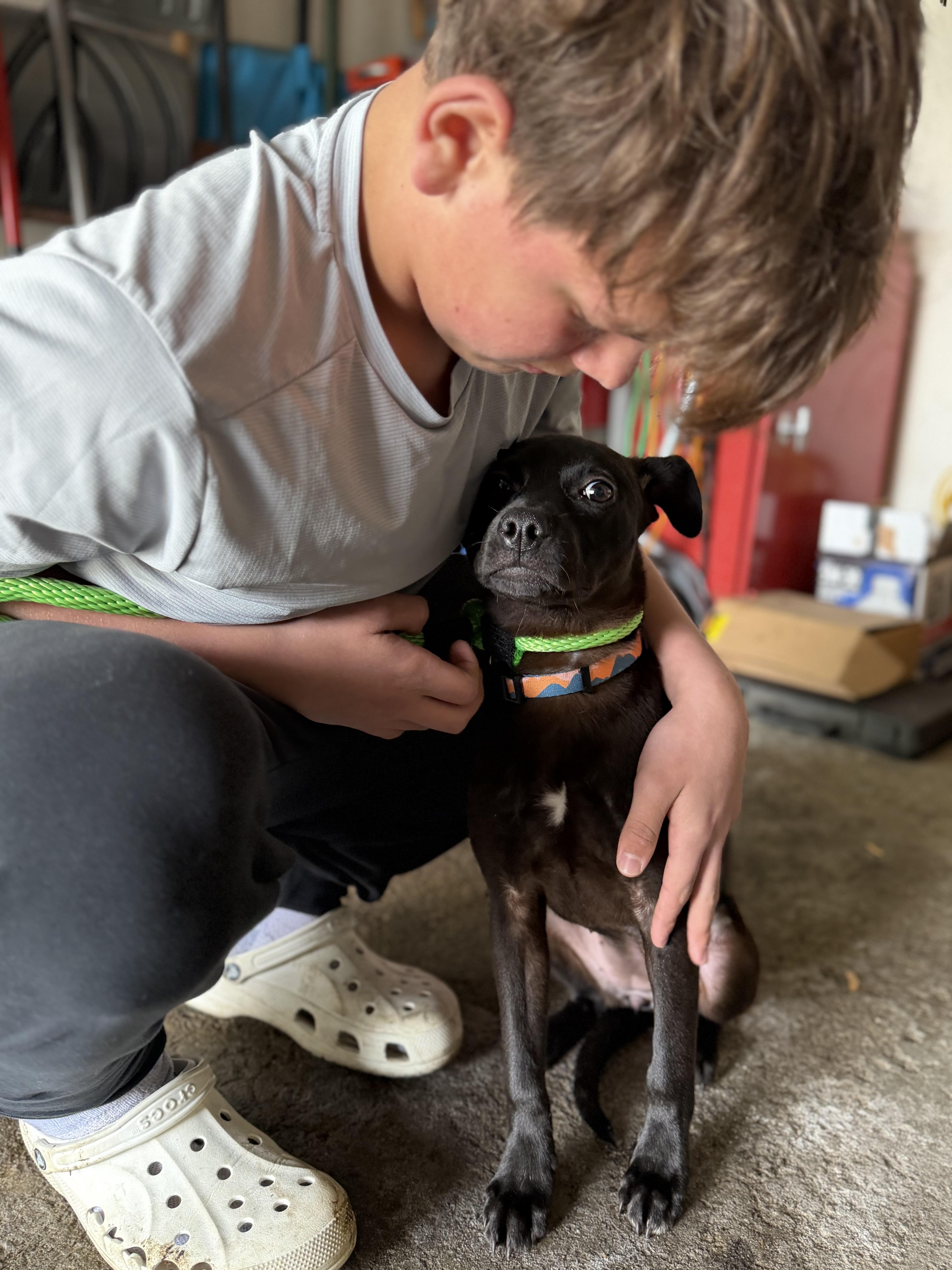 Taylor, adopted, Young Female Terrier.