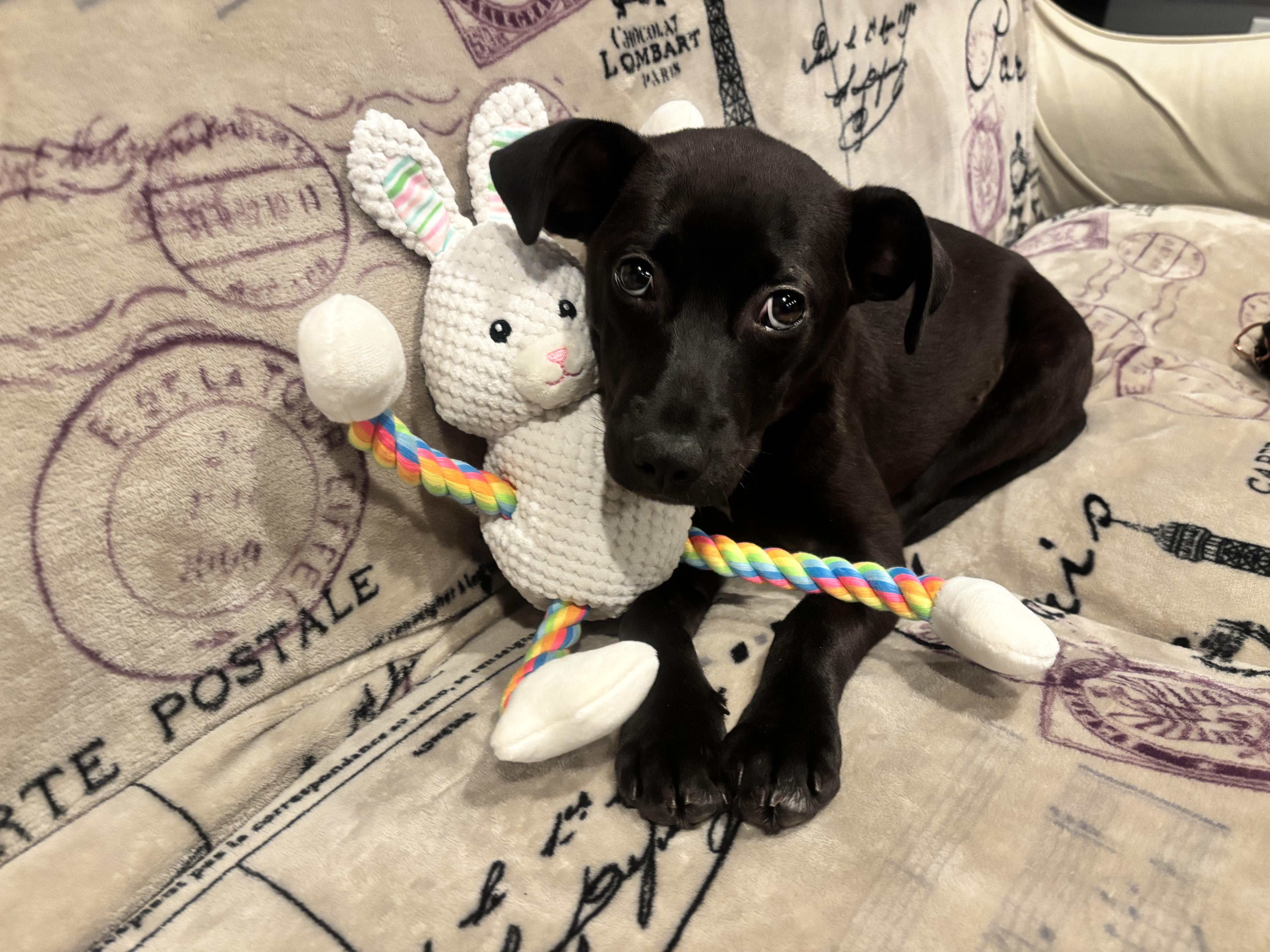 Enlarge Taylor, an adopted mixed breed in Crystal Lake, IL image 5/6