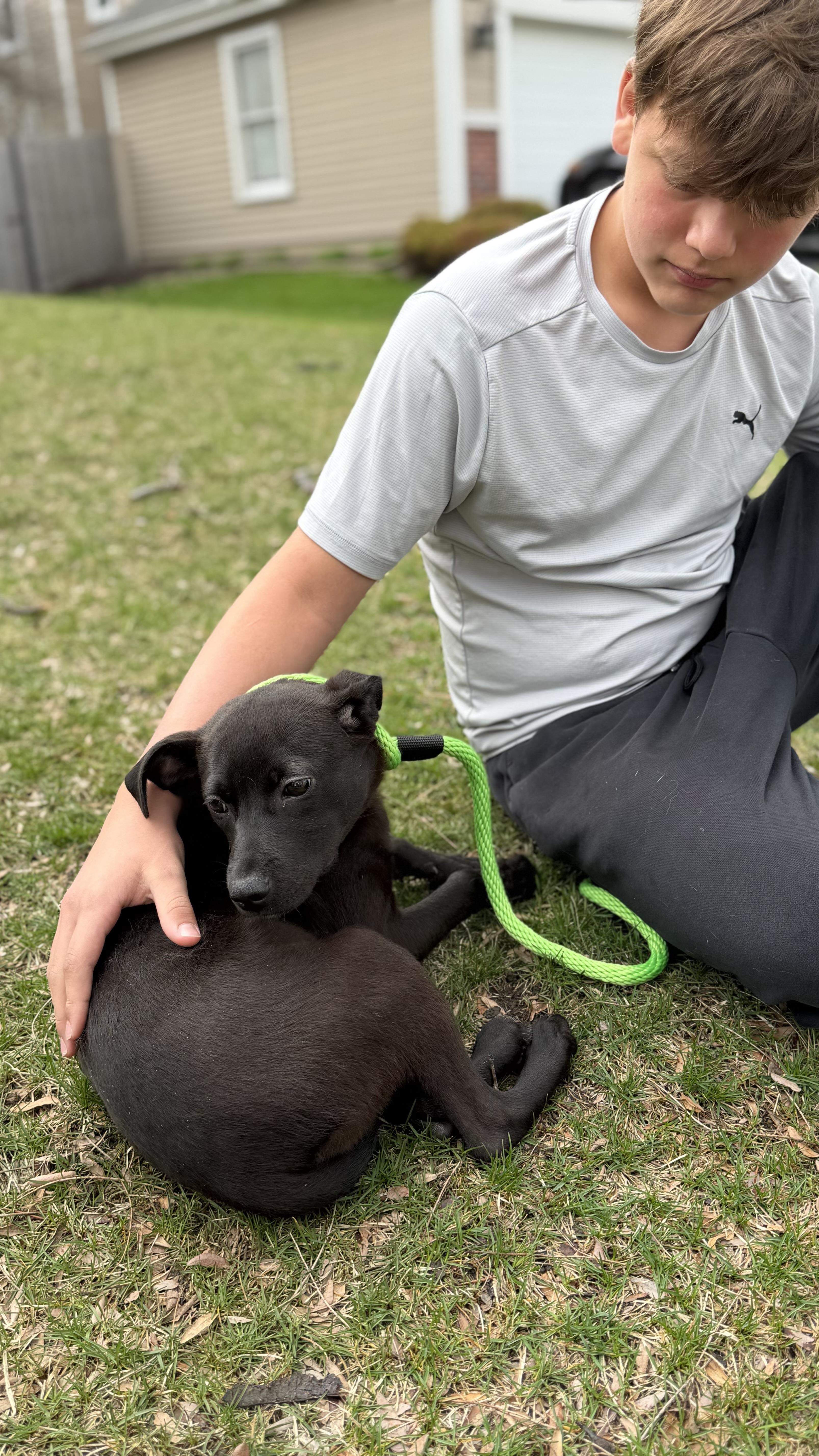 Enlarge Taylor, an adopted mixed breed in Crystal Lake, IL image 4/6