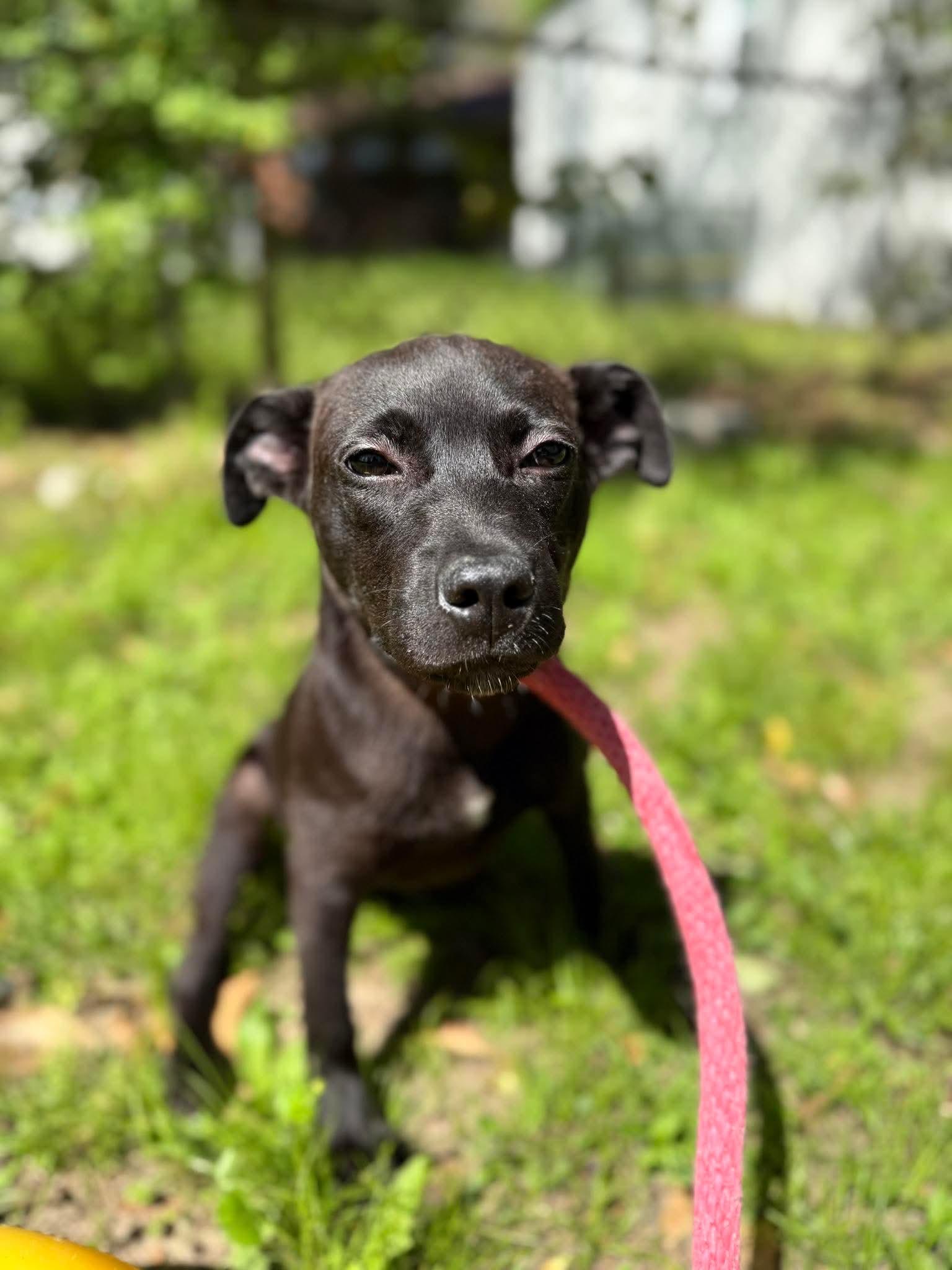 Enlarge Taylor, a Adoptable mixed breed in Crystal Lake, IL image 1/3