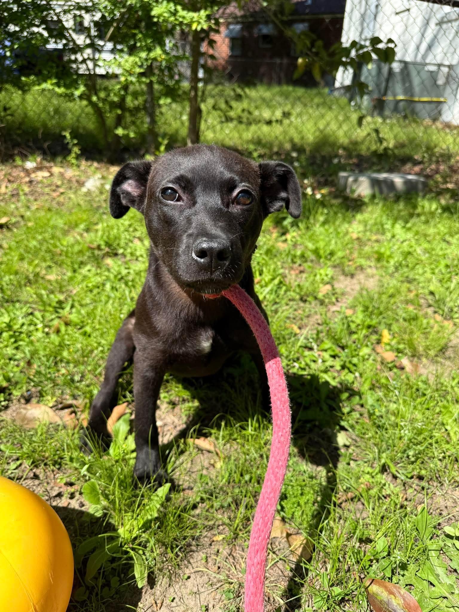 Enlarge Taylor, a Adoptable mixed breed in Crystal Lake, IL image 3/3
