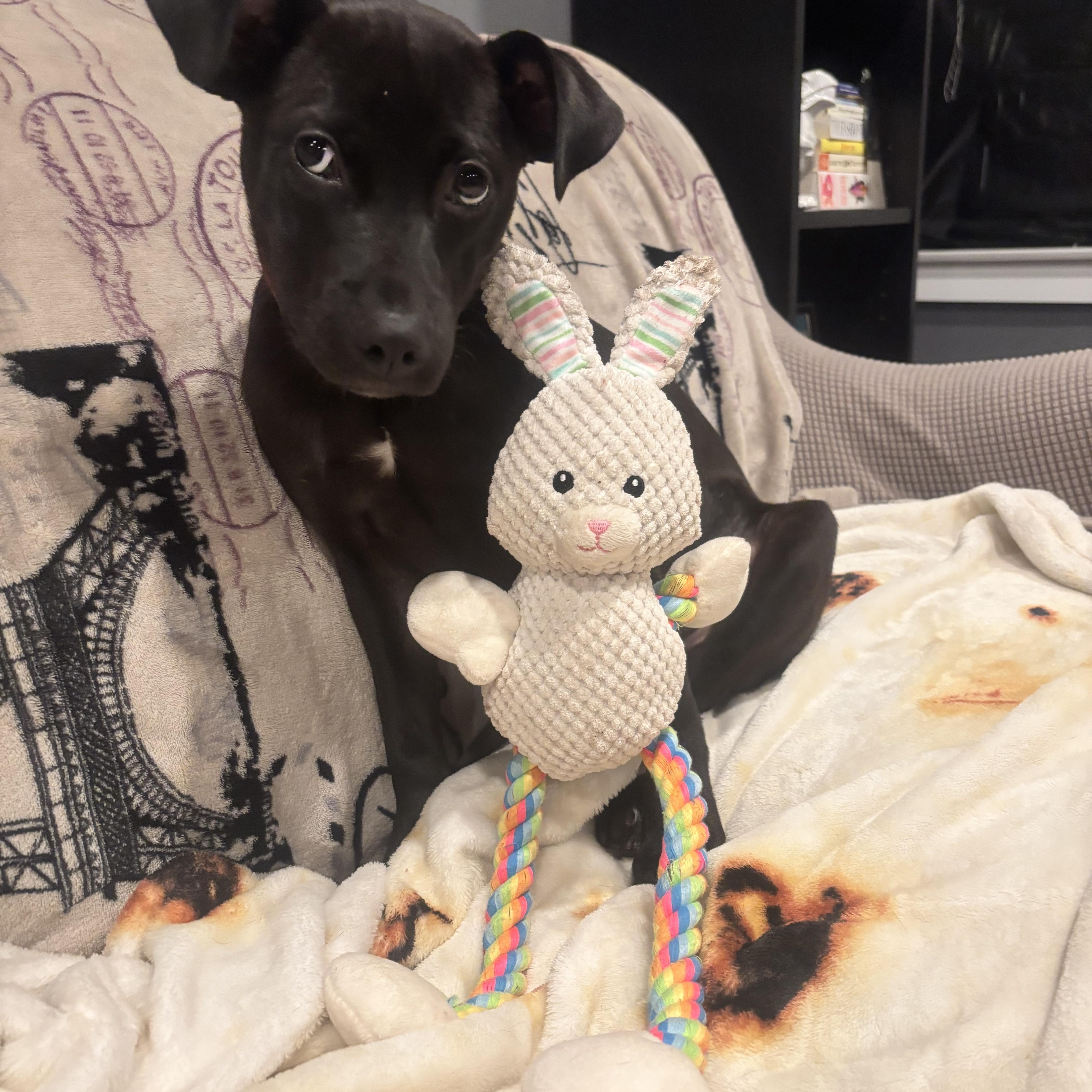 Enlarge Taylor, an adopted mixed breed in Crystal Lake, IL image 6/6