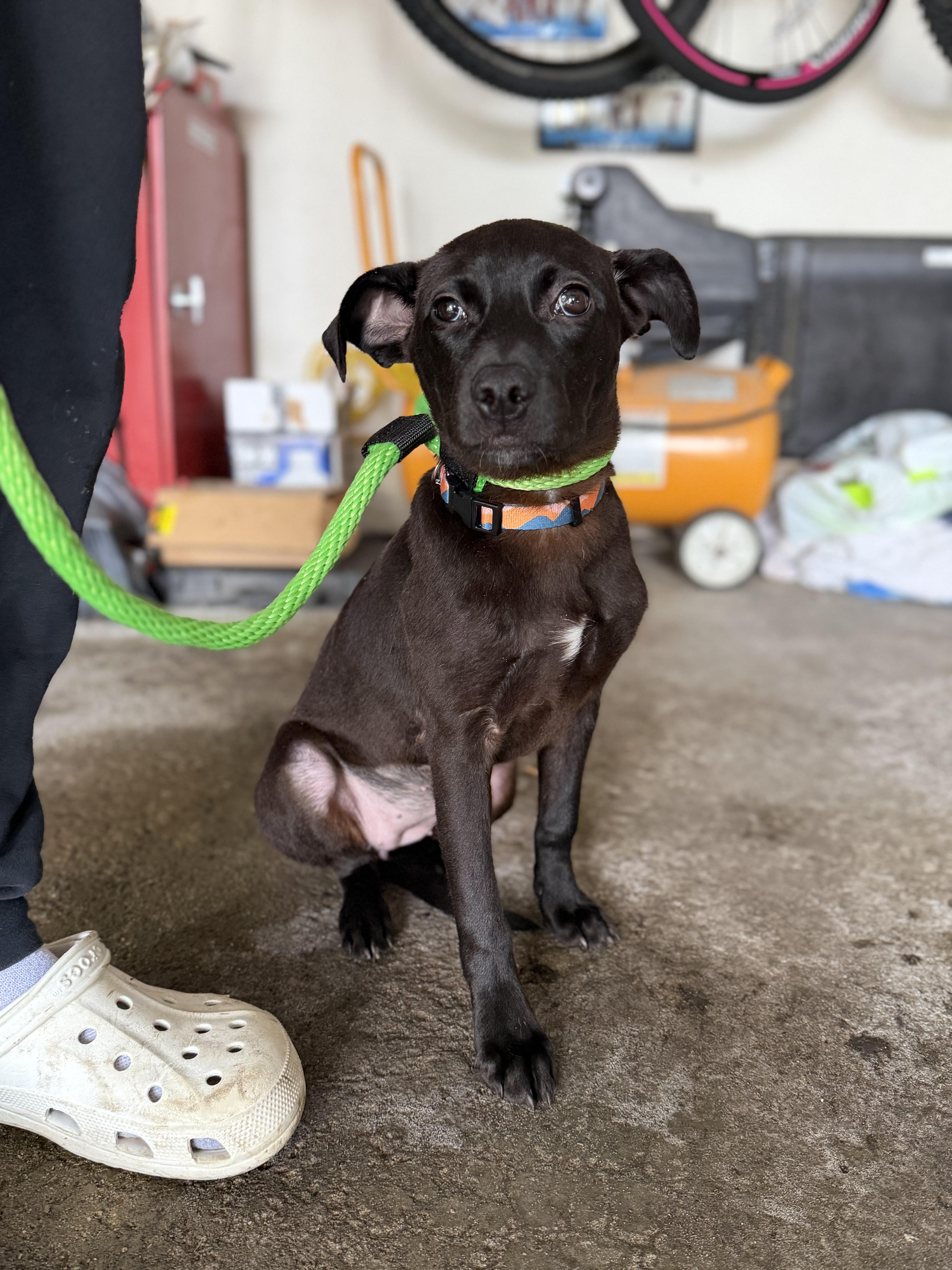 Enlarge Taylor, an adopted mixed breed in Crystal Lake, IL image 2/6